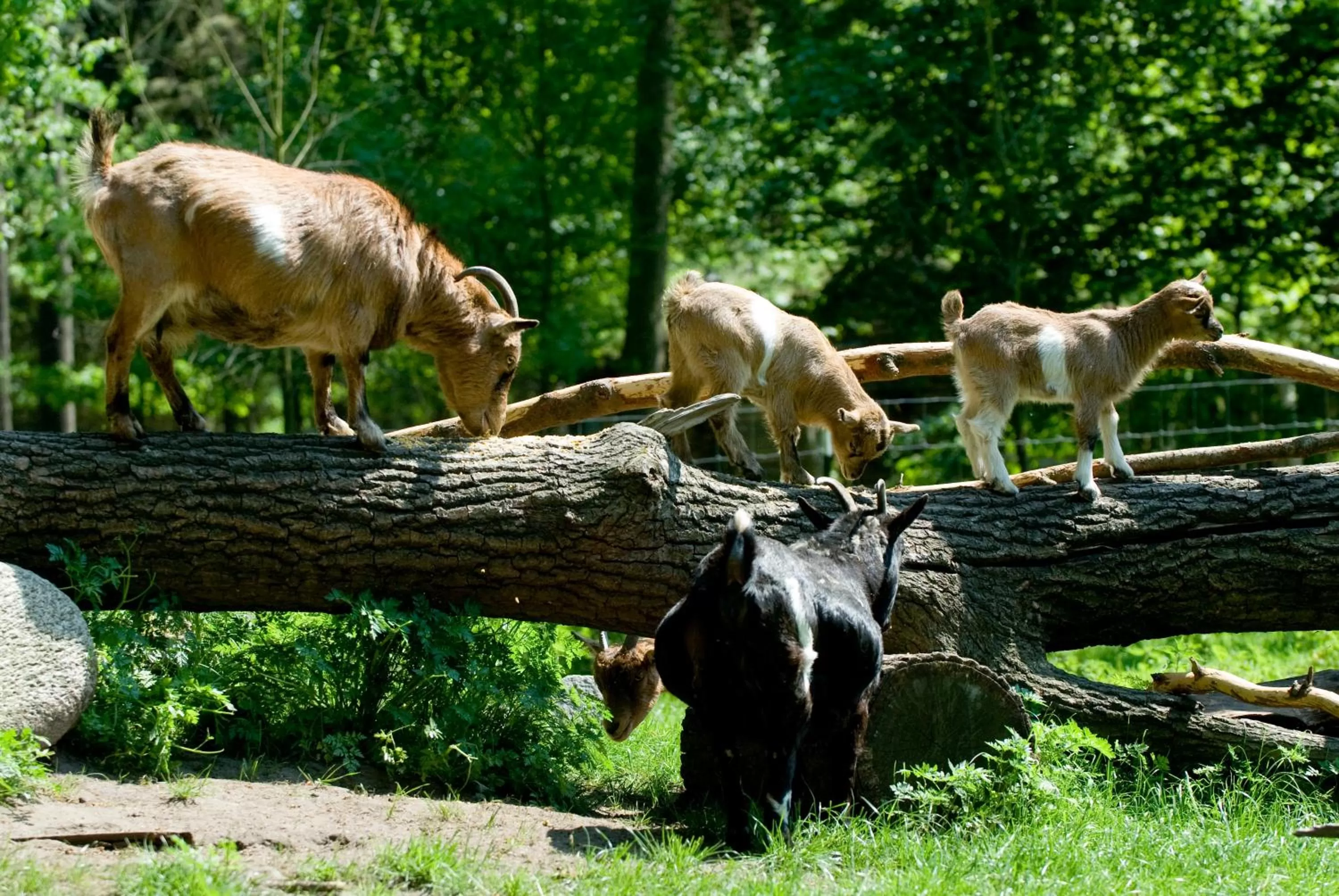 Animals in VILA VITA Burghotel Dinklage
