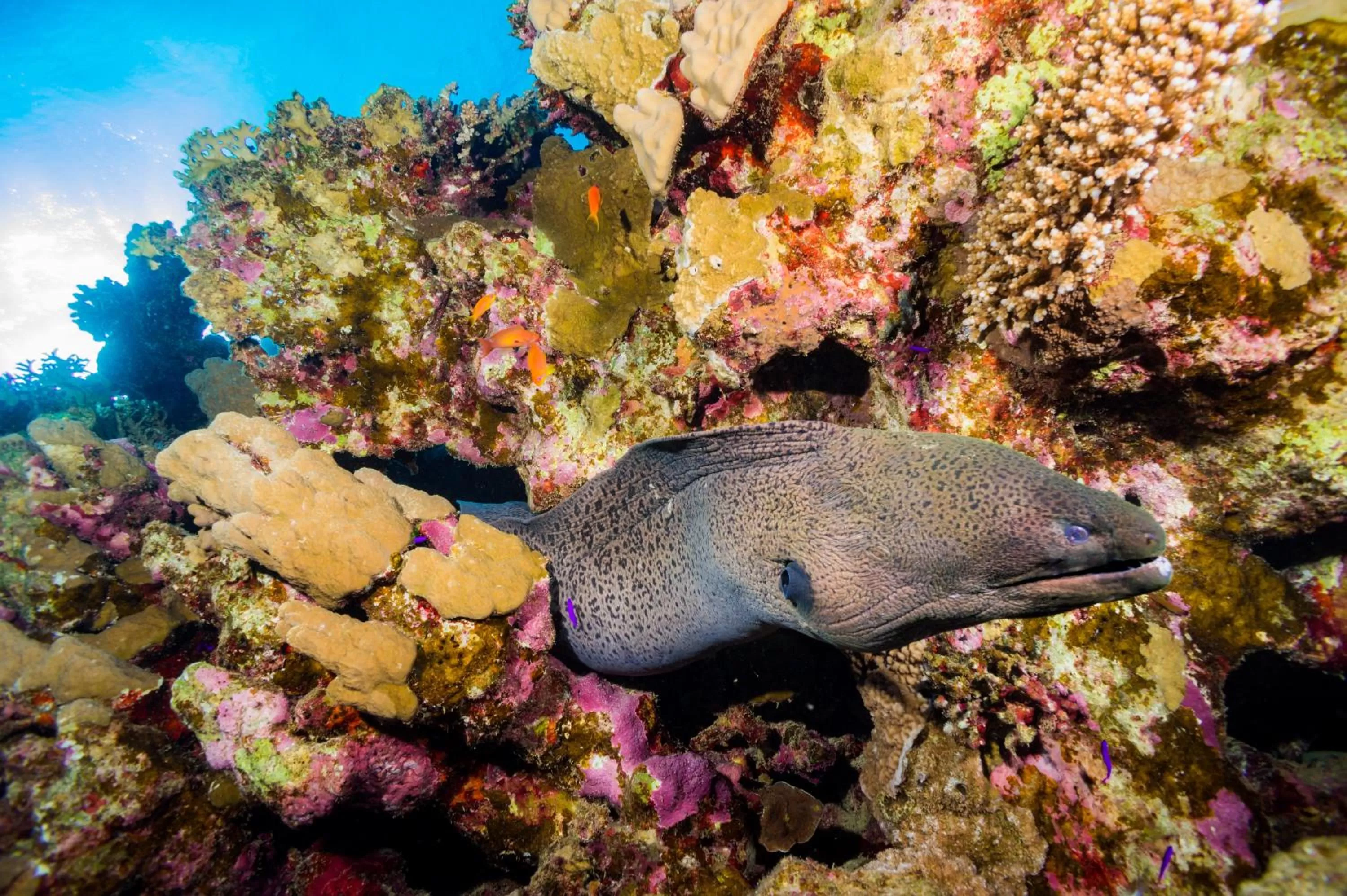 Snorkeling in Coral Sun Beach