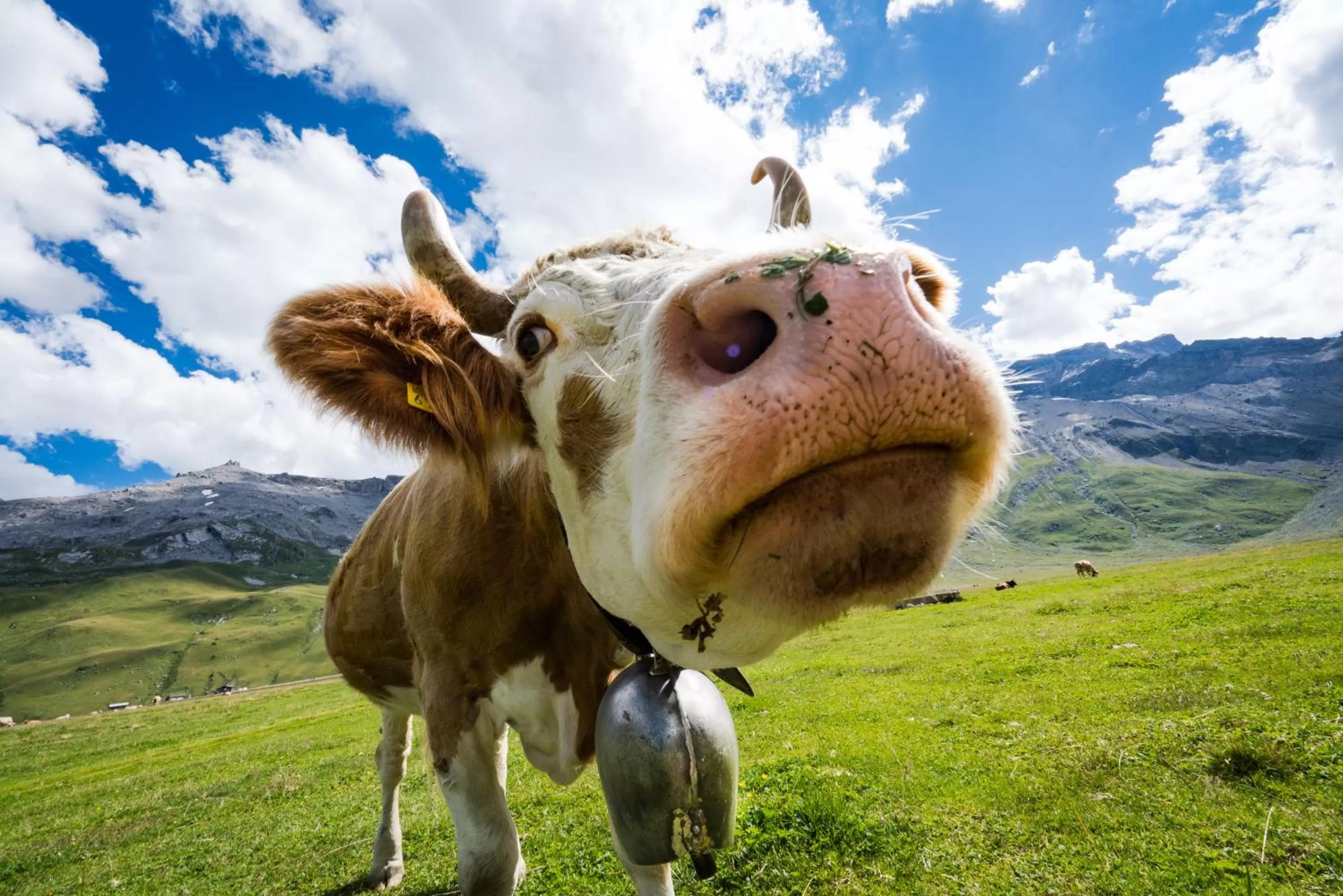 Natural landscape in Berghotel Engstligenalp Adelboden