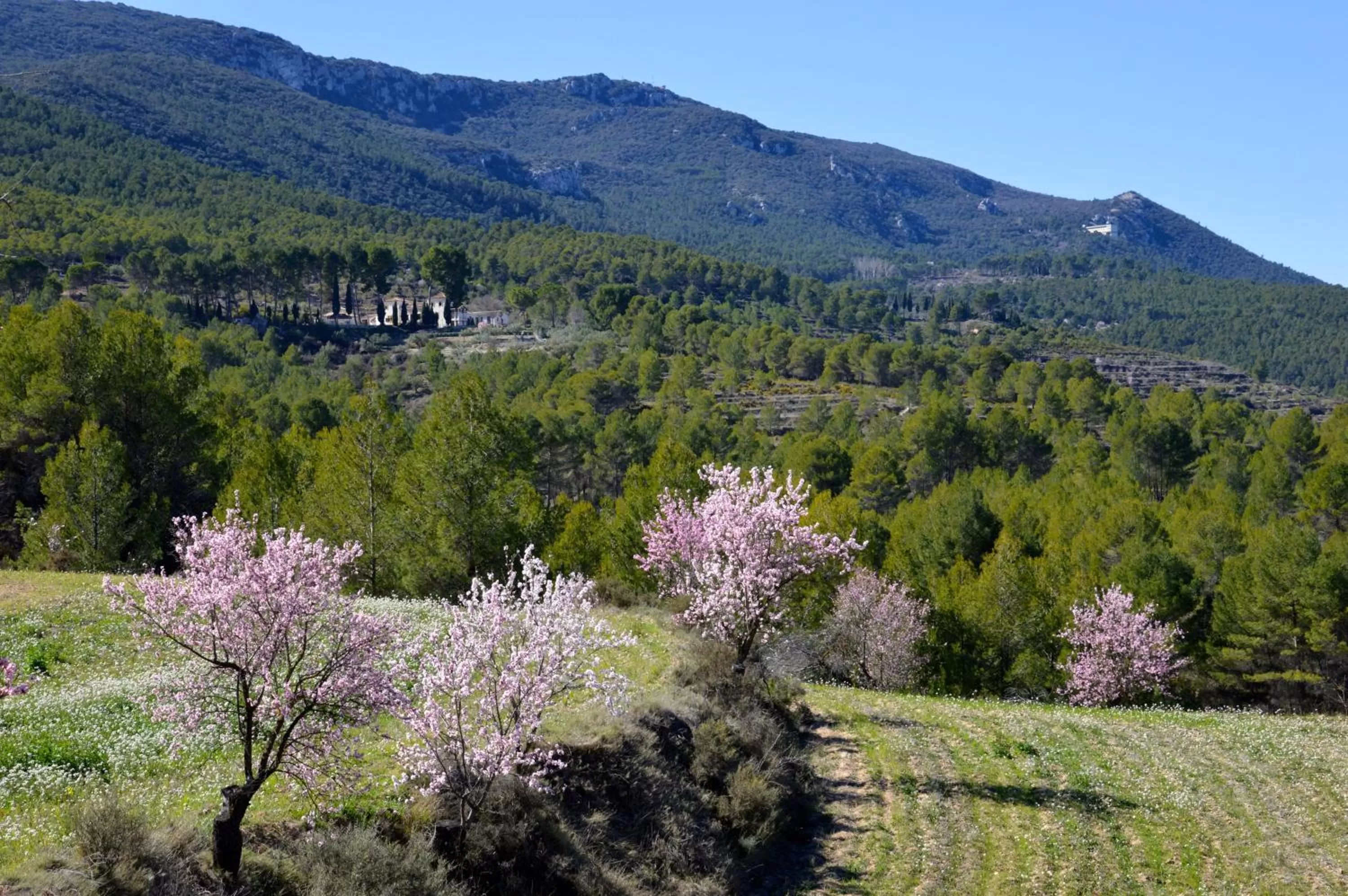 Garden view in Eco Hotel con encanto Masía la Mota B&B