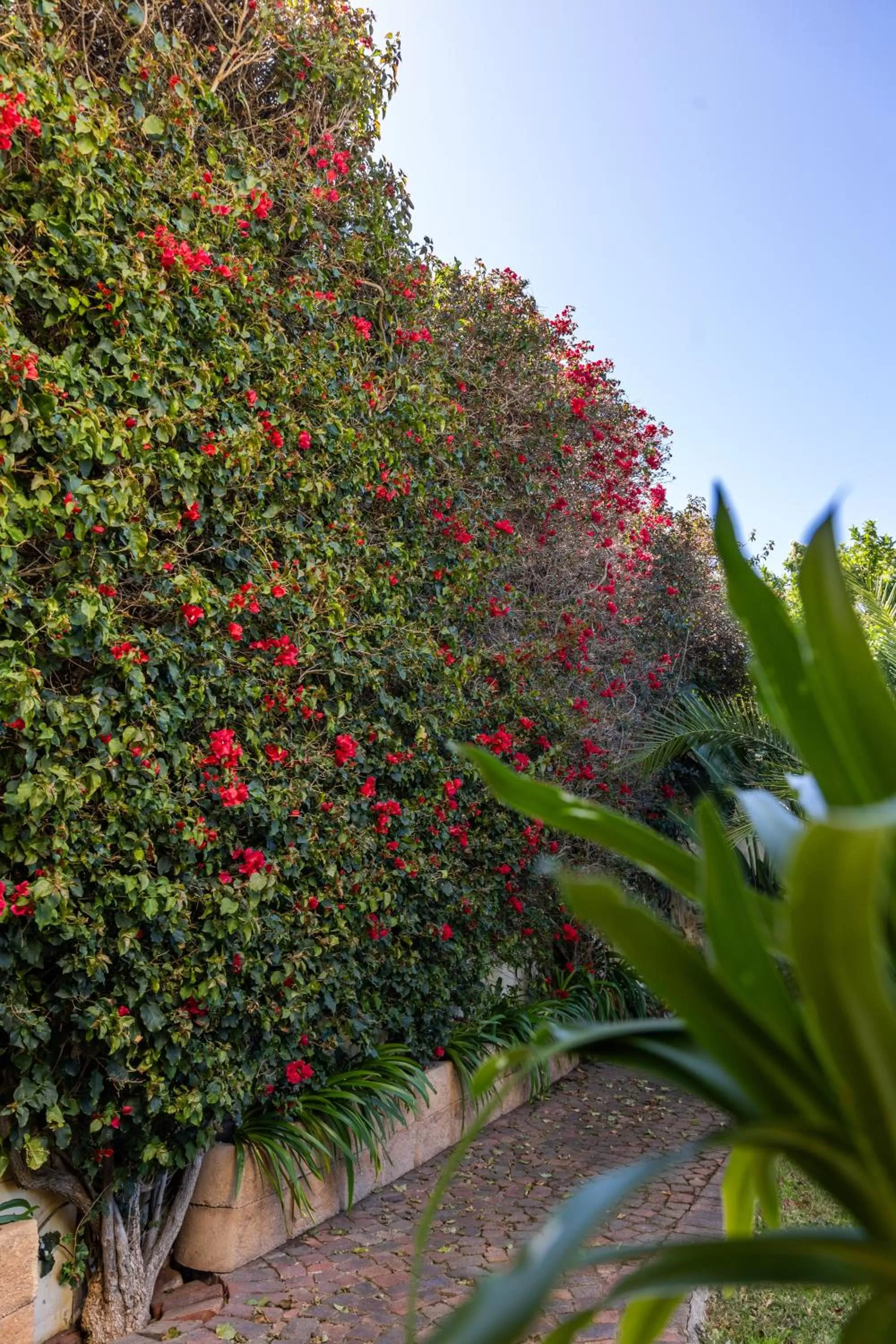 Garden in Gästehaus Pinkepank