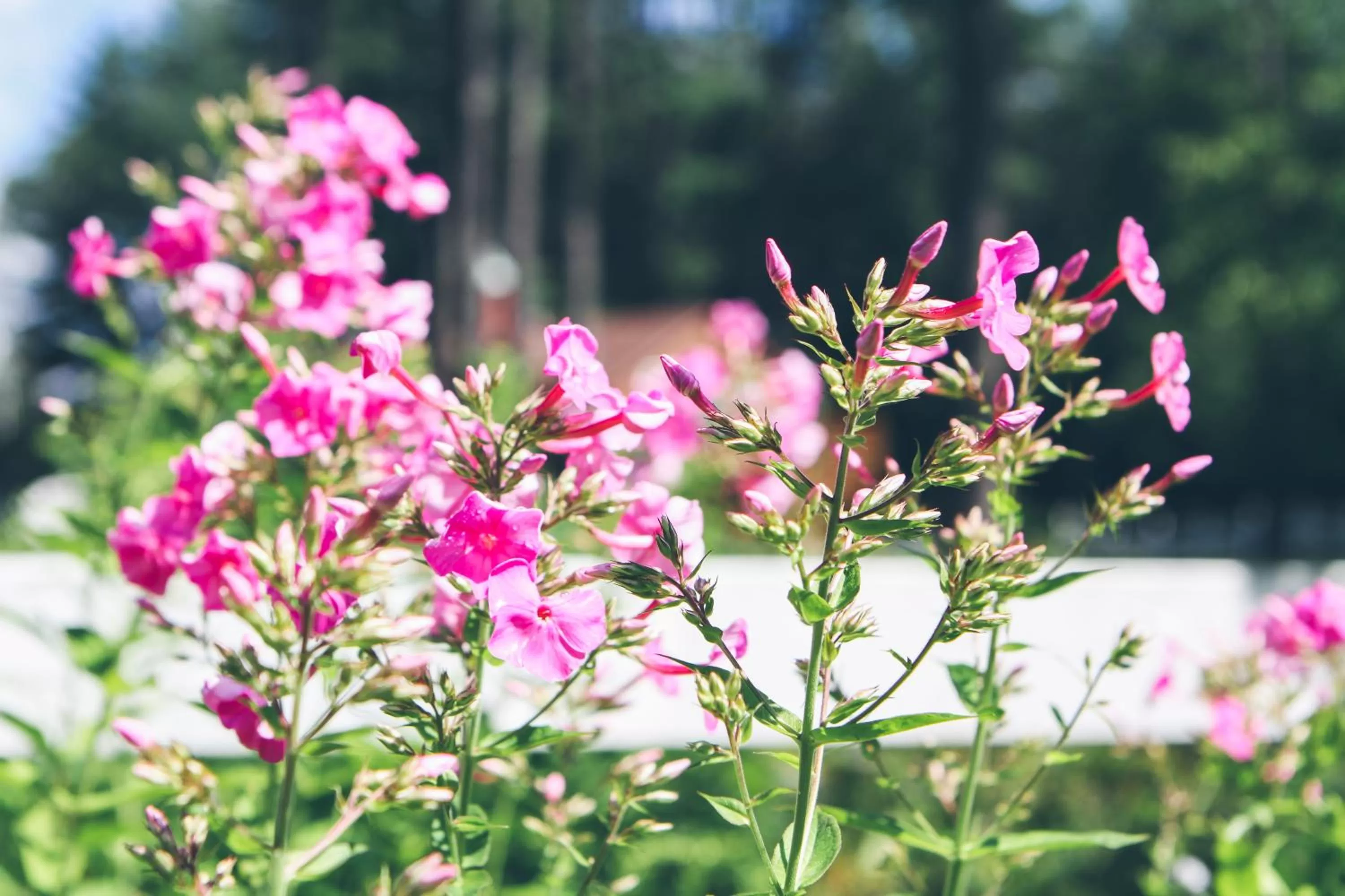Garden view in Old Saco Inn