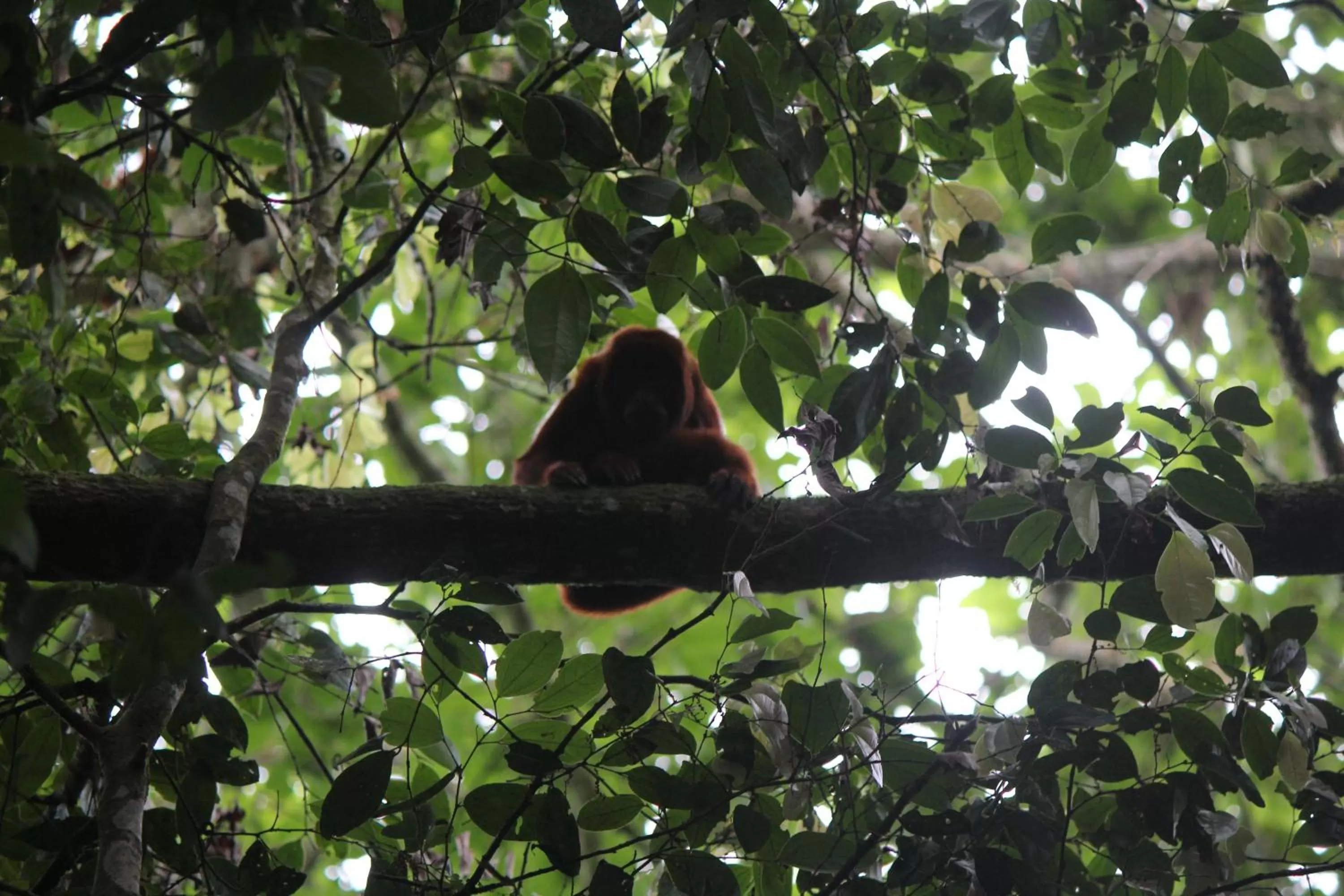 Other Animals in Villa Cristina - Casa Boutique