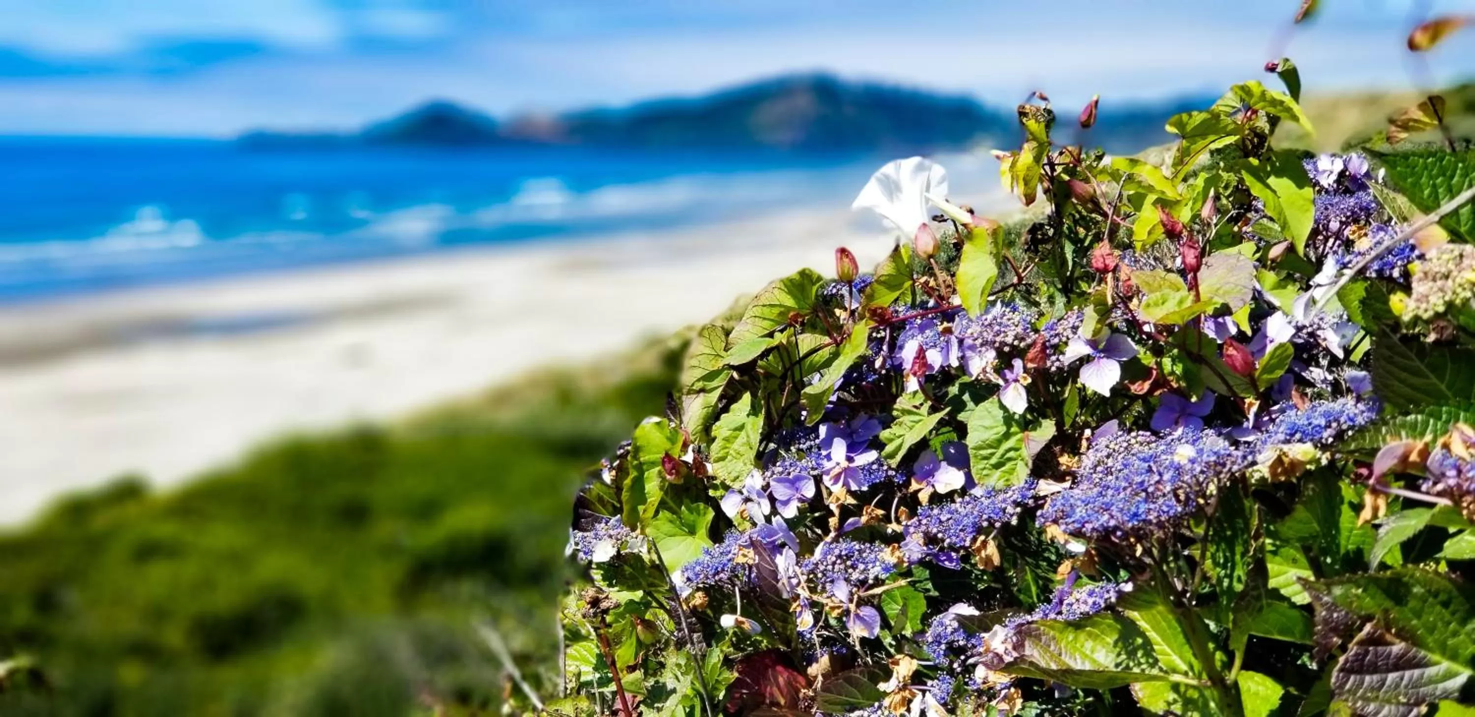 Property building in Nye Beach Cottages