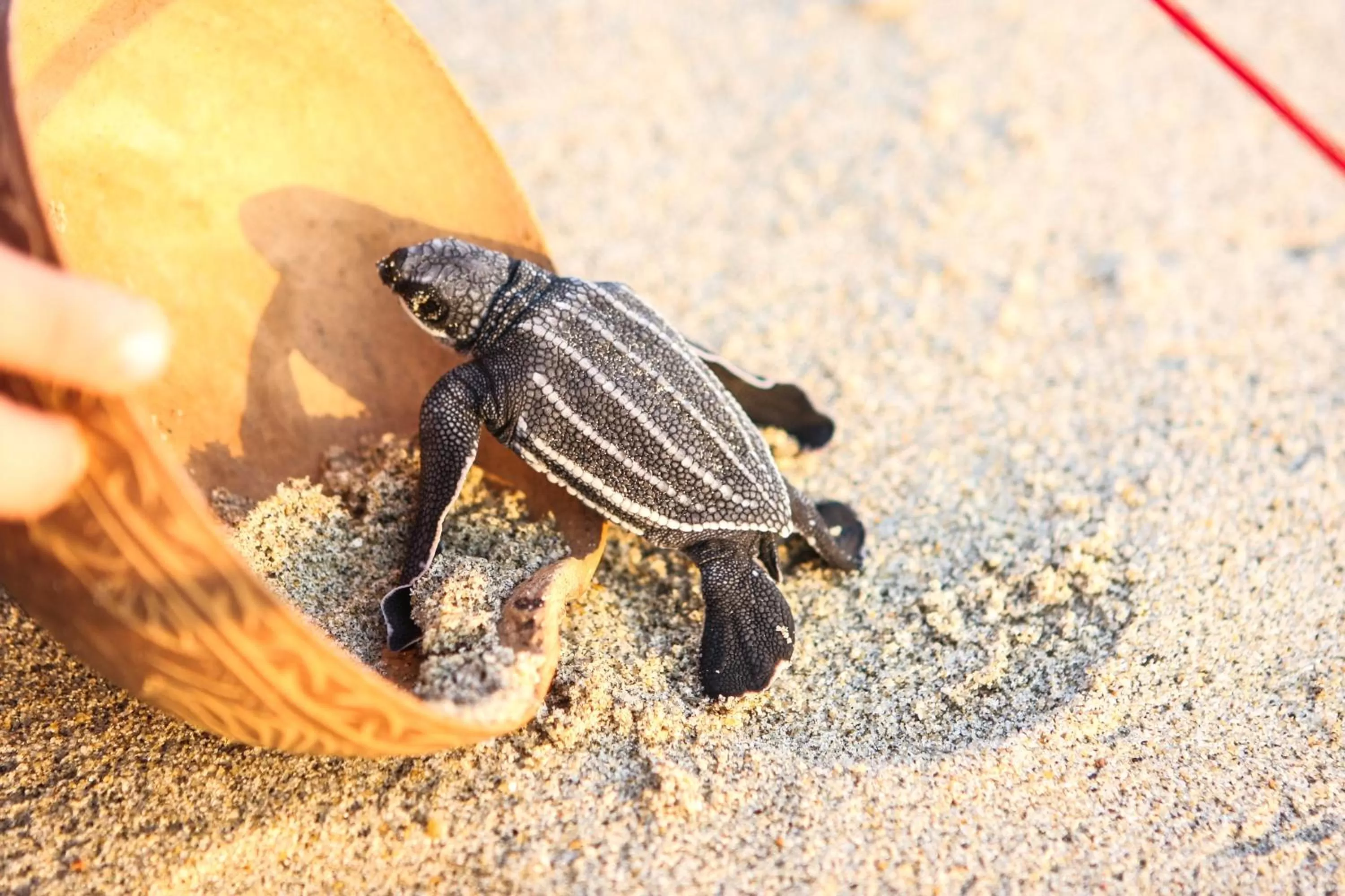 Entertainment in Vivo Resorts