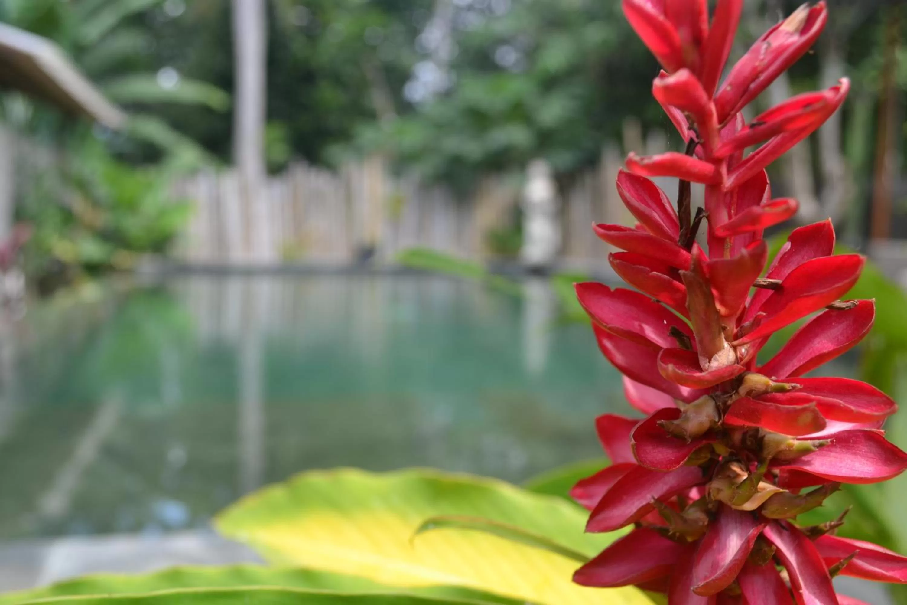 Garden in Suka's House Bed & Breakfast