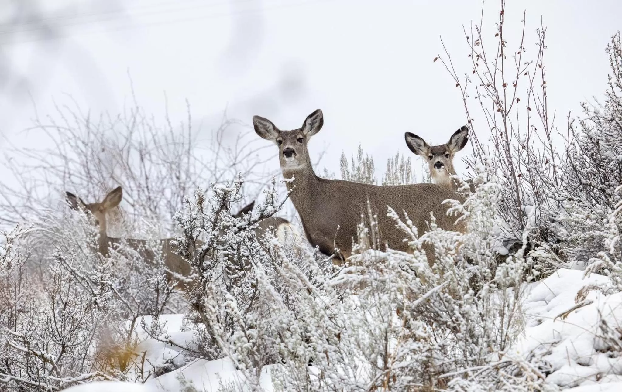 Garden in Casia Lodge and Ranch