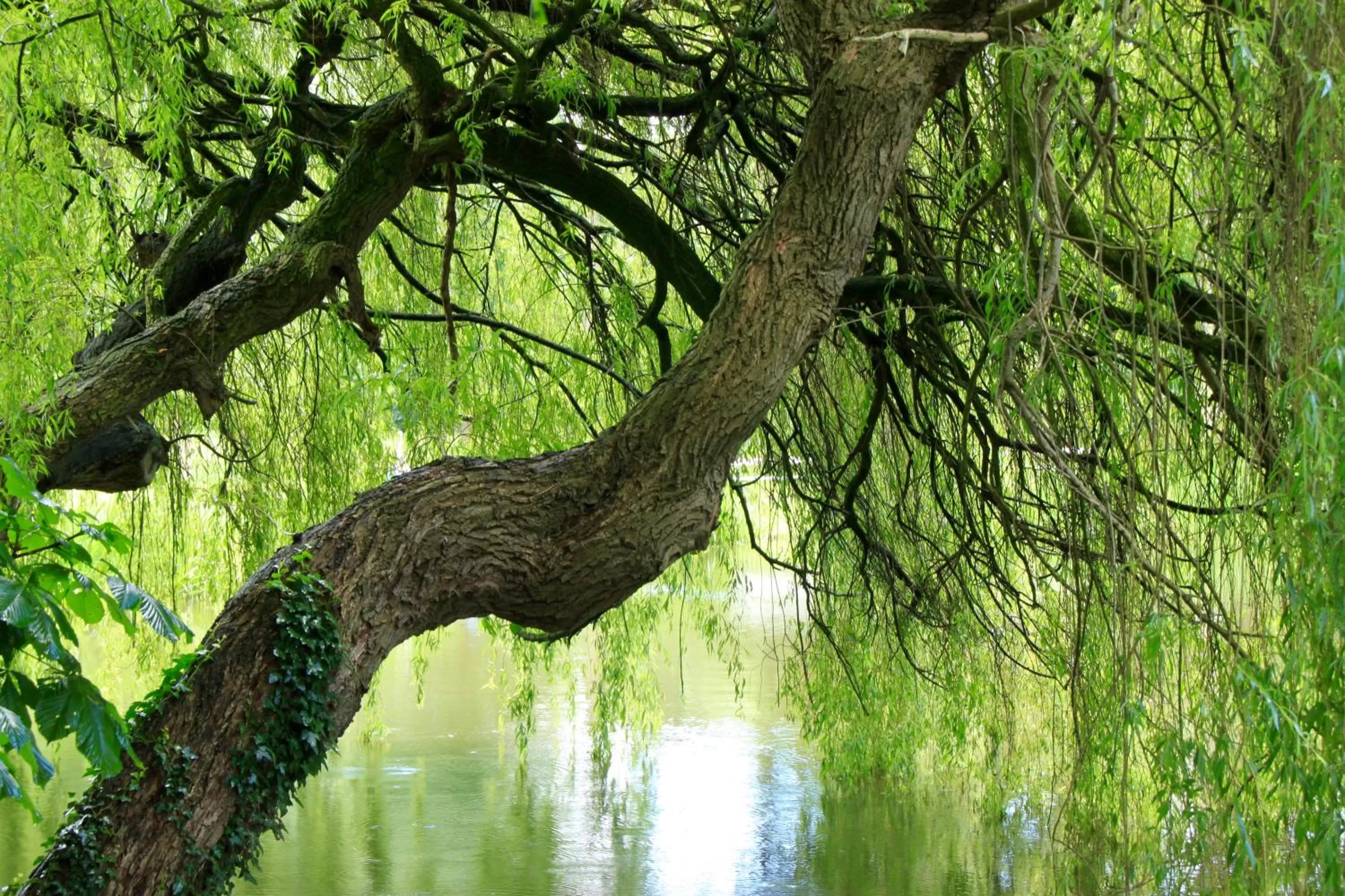 Natural landscape, Garden in Studio Art-hill