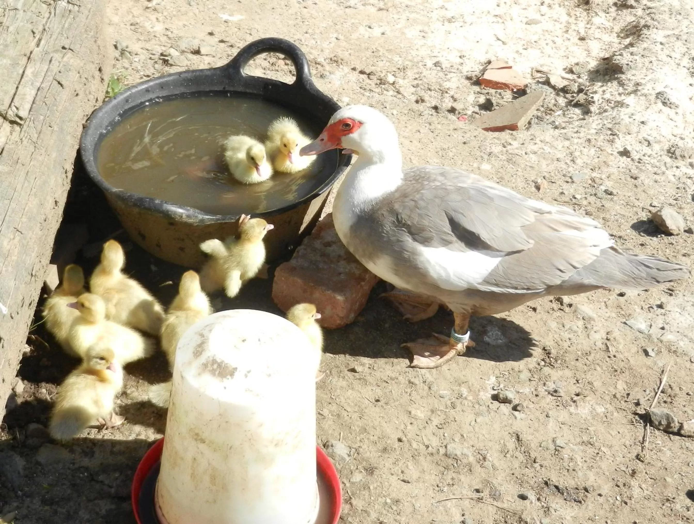 Animals in Claw House