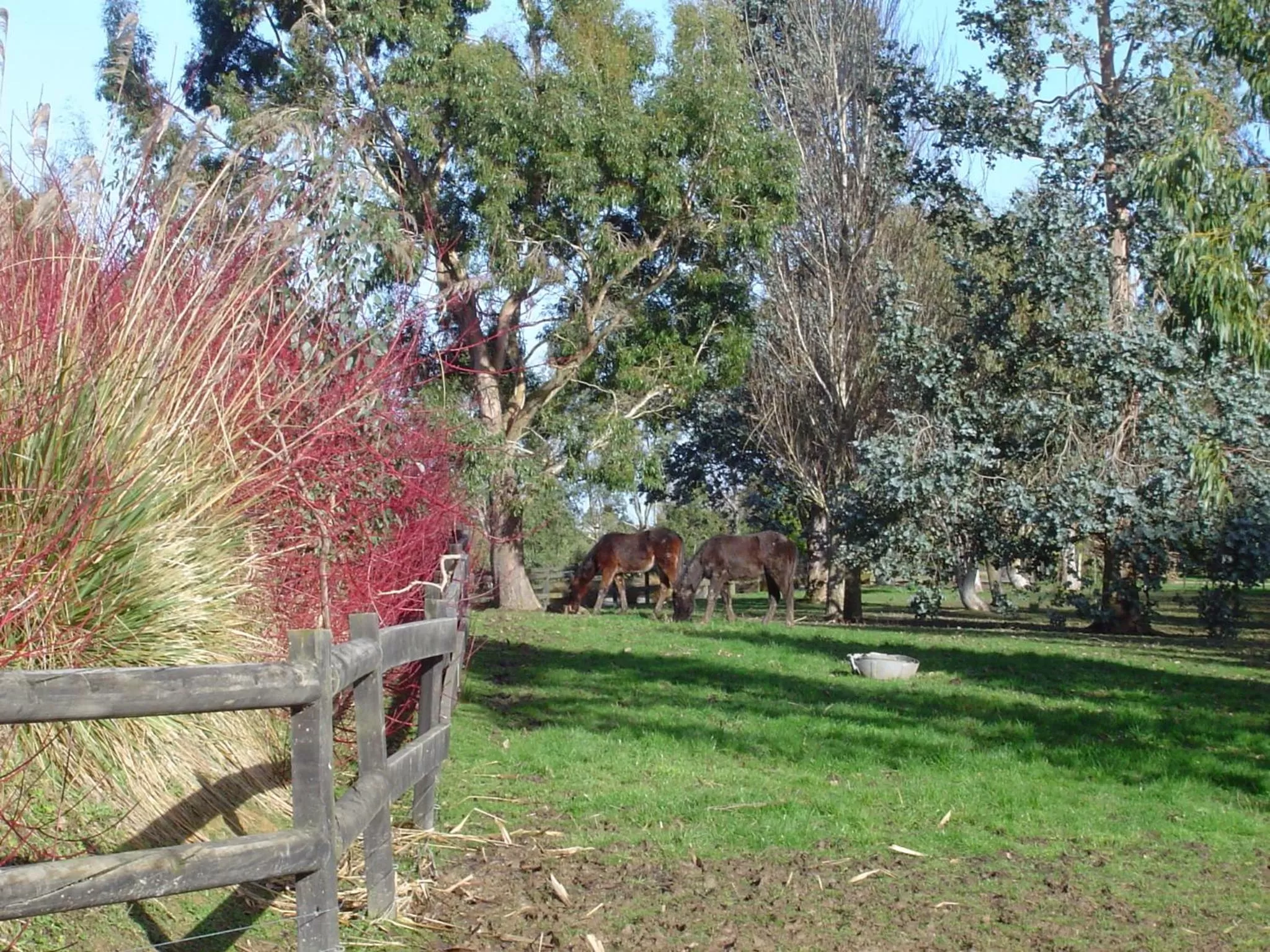 Pets in Hokonui Bed & Breakfast