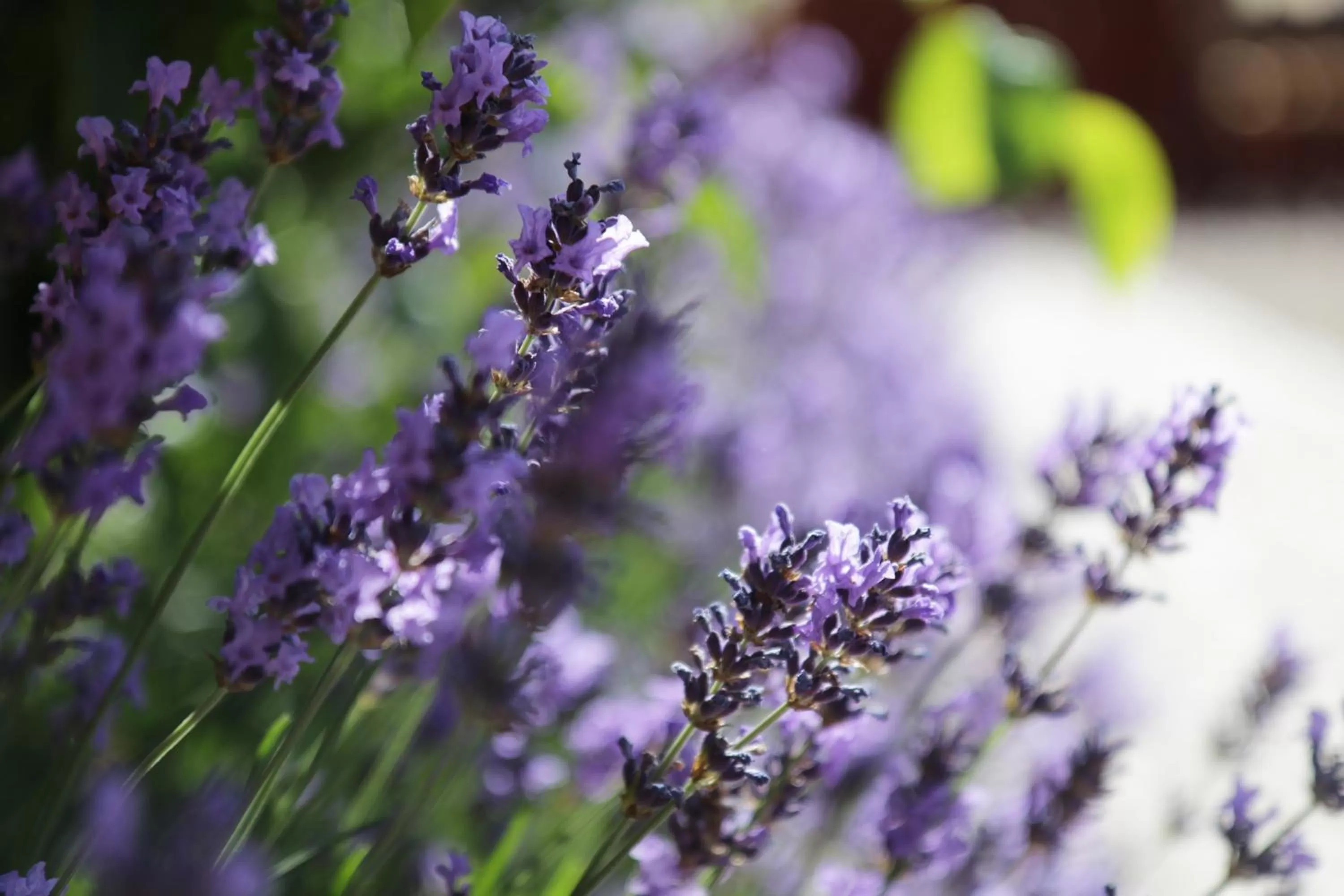 Natural landscape in Hotell Conrad