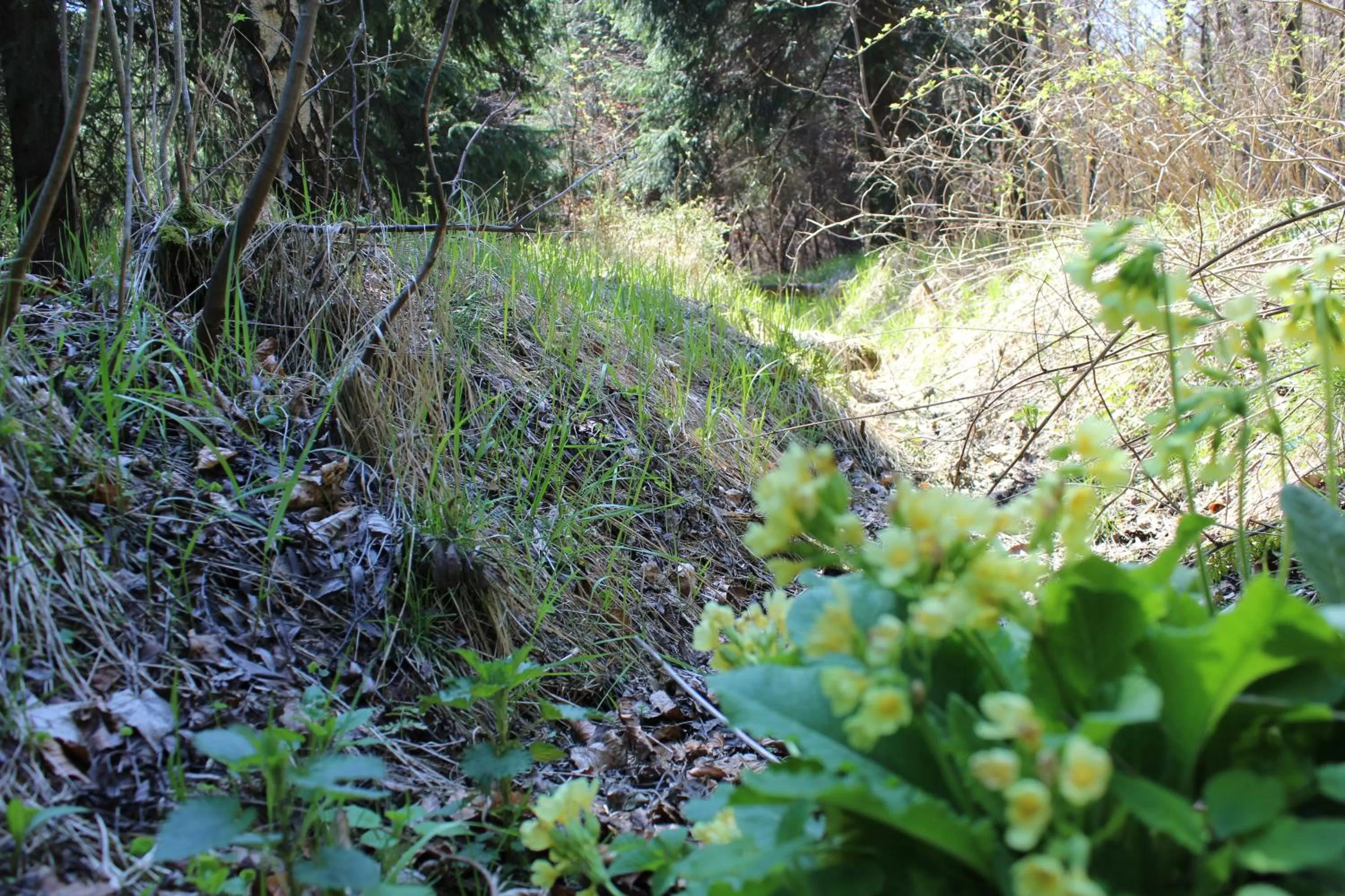 Natural Landscape in Waldgasthof Bad Einsiedel