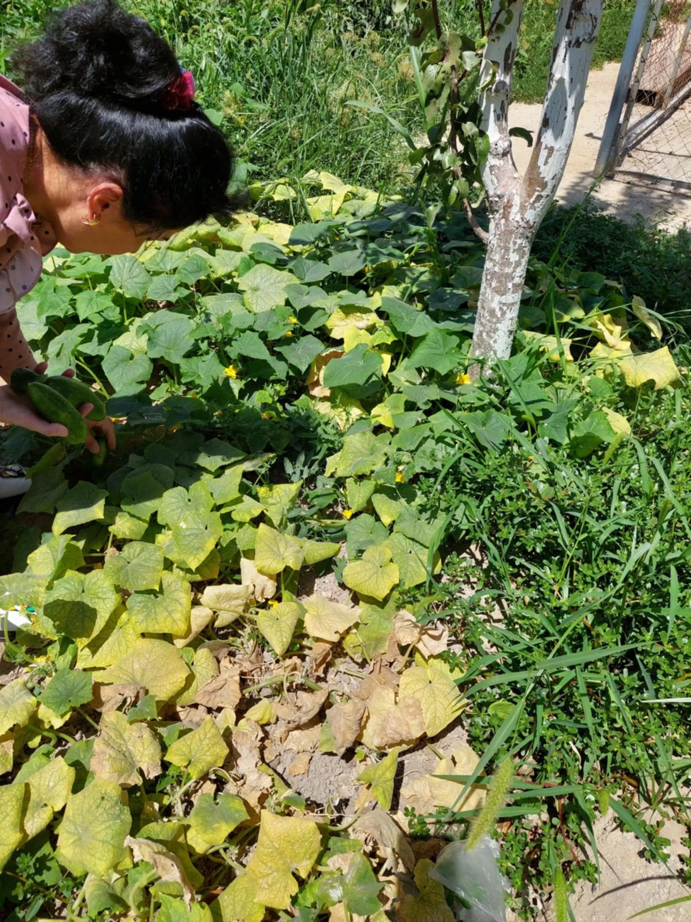 Garden, Other Animals in Samarabonu Hotel