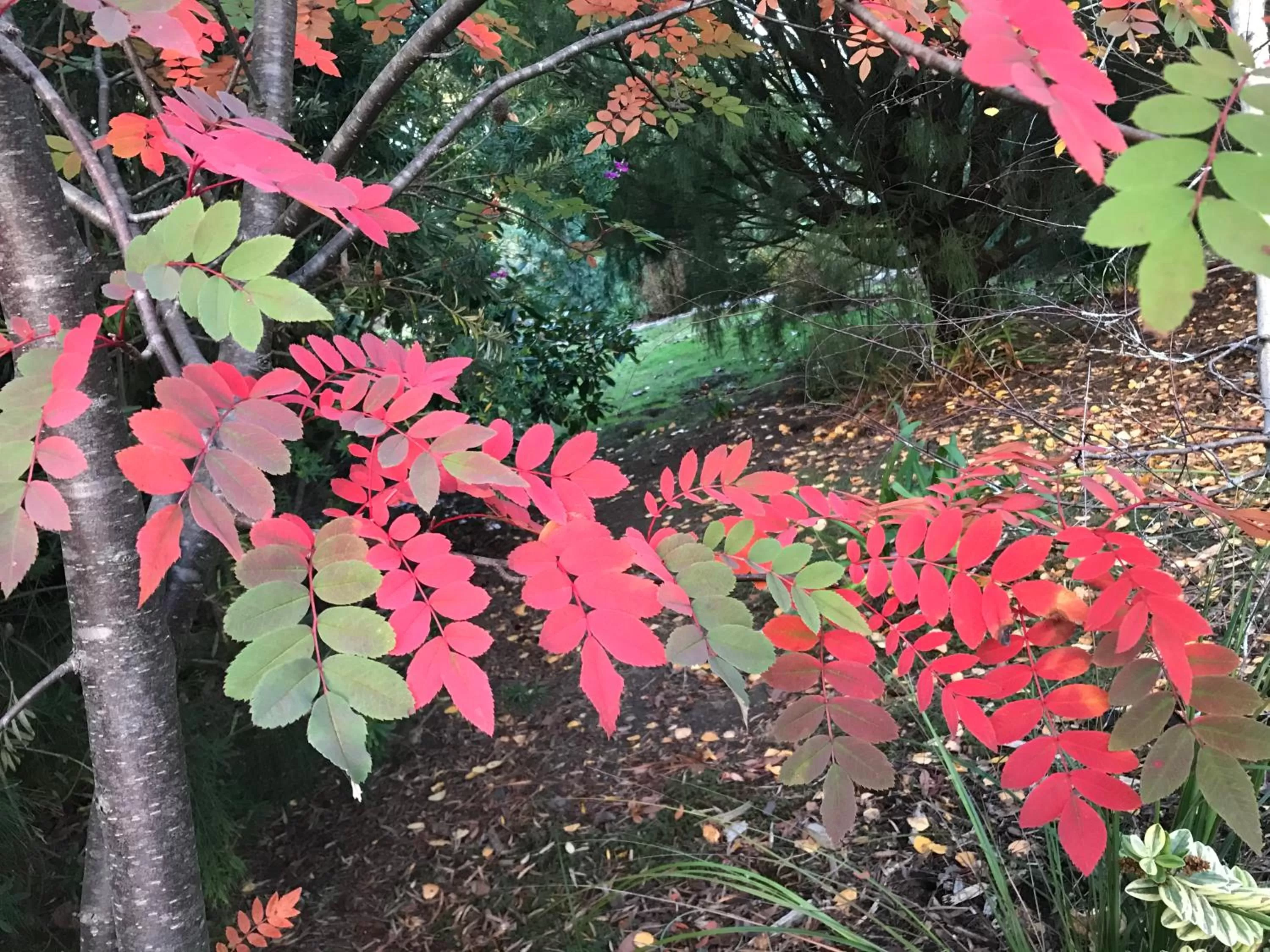 Hillside Bed and Breakfast