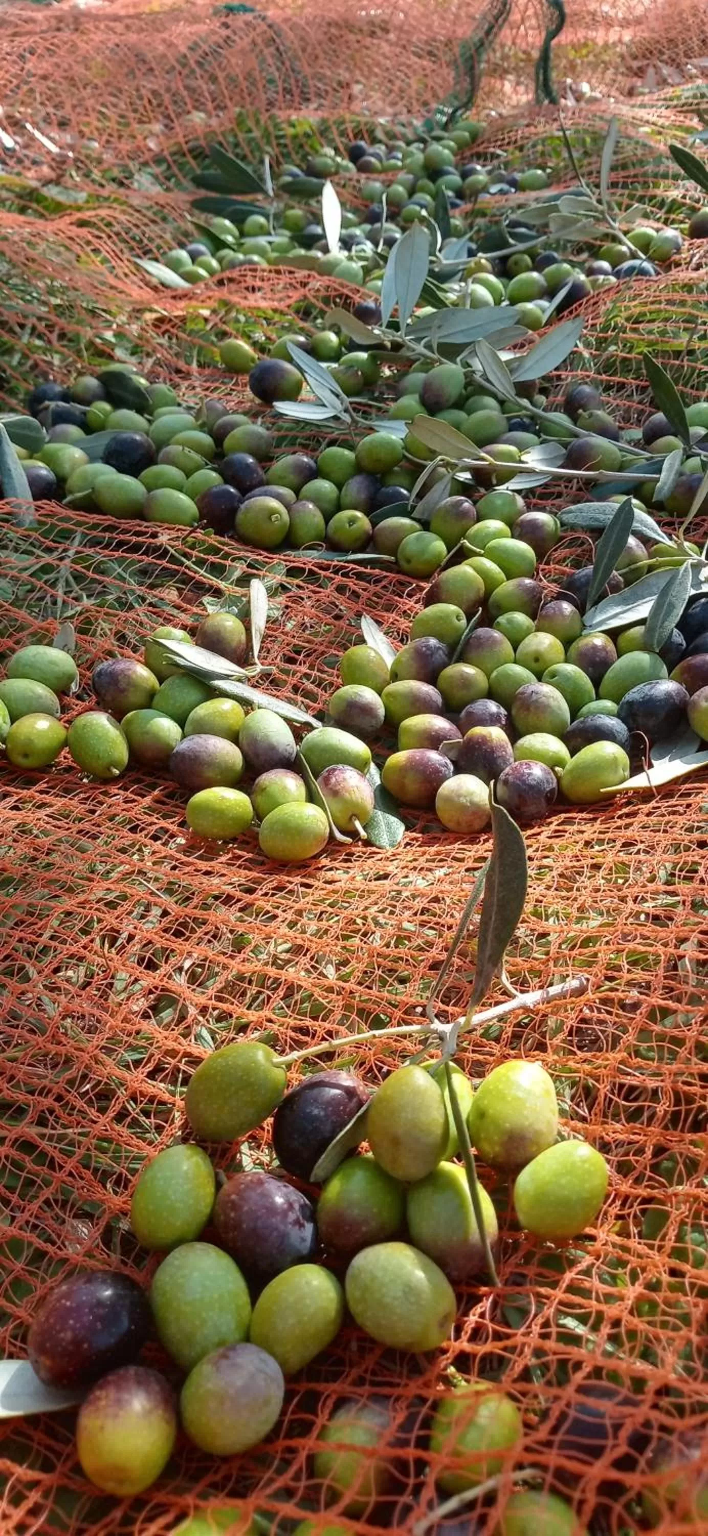 Domus Antiqua Bed & Breakfast