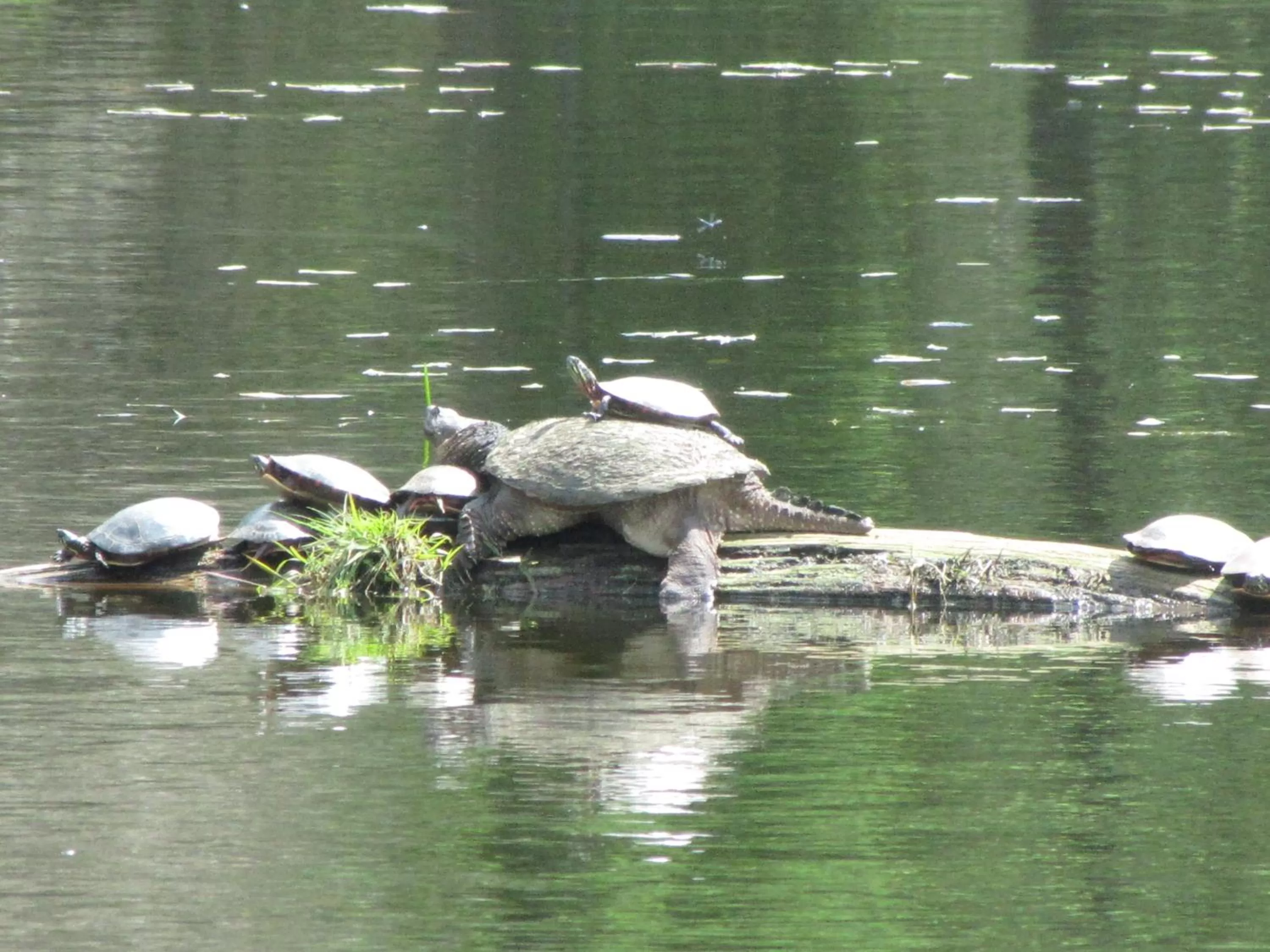 Animals, Other Animals in Shambhala Bed and Breakfast