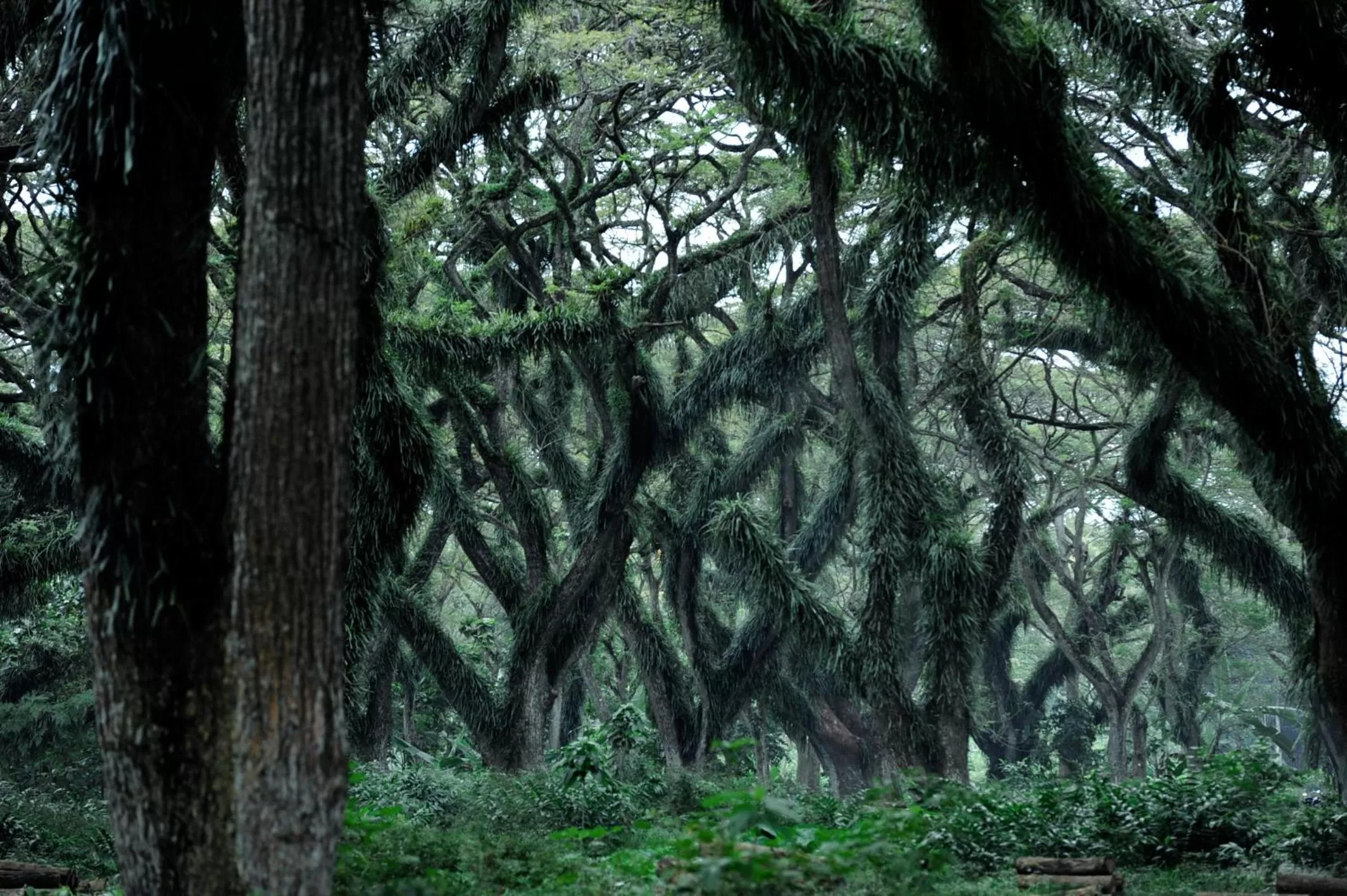 Natural landscape in Ijen Resort and Villas - The Hidden Paradise