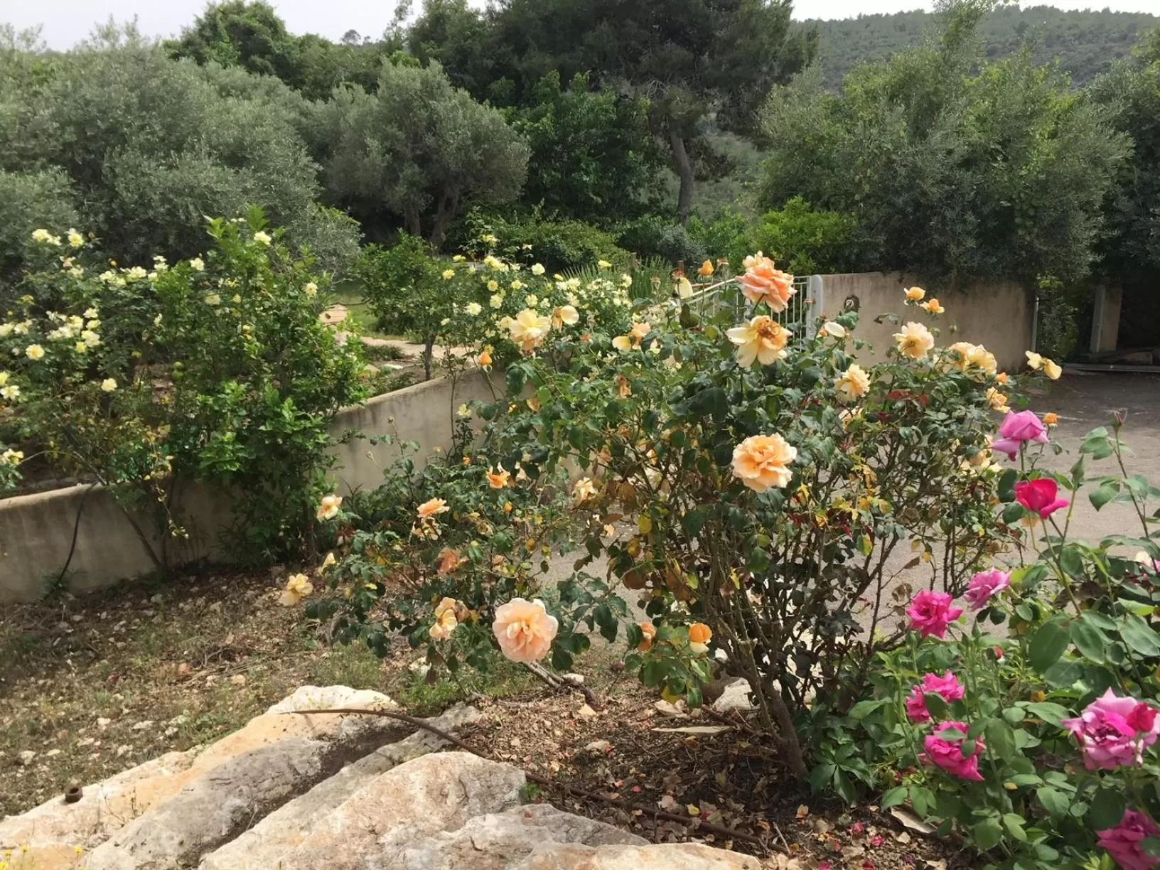 Garden in Above the Sea