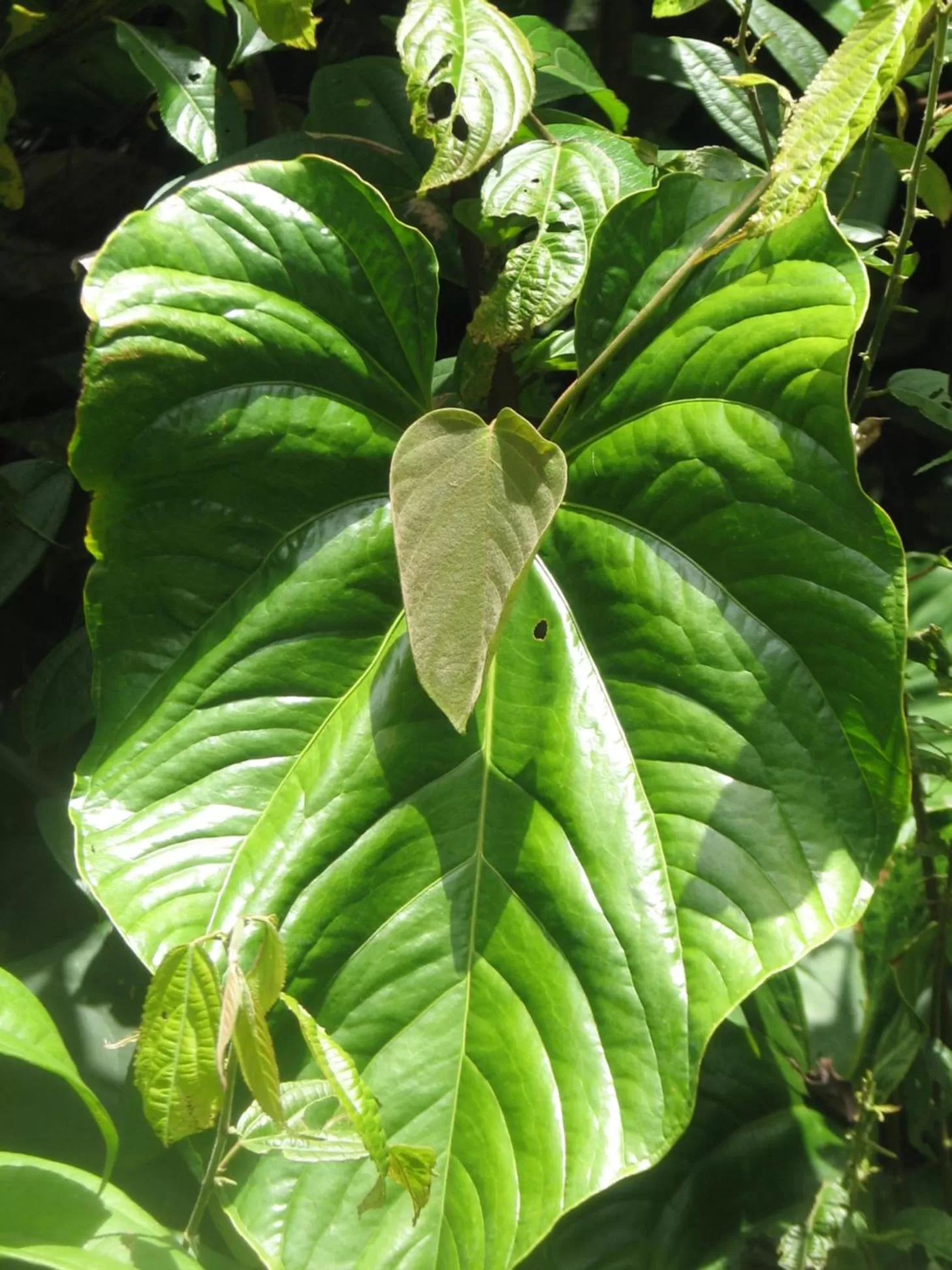 Garden in Spa Hosteria Miramelindo