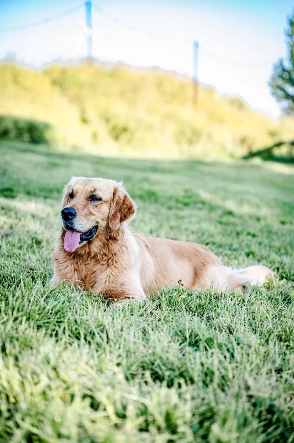 Animals in TinyParks Cast Away