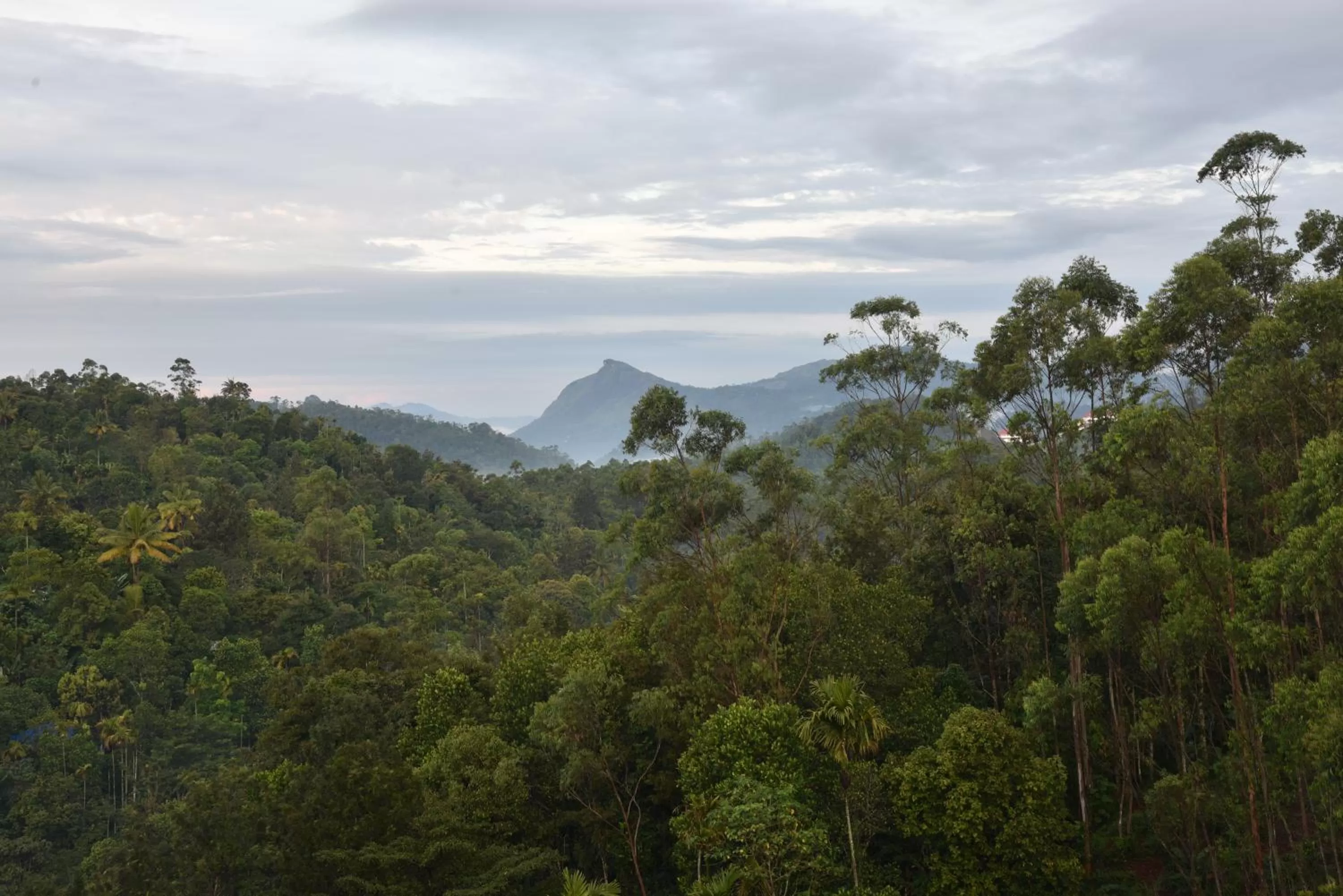 Mountain view in HOTEL WHITE HOUSE, Munnar