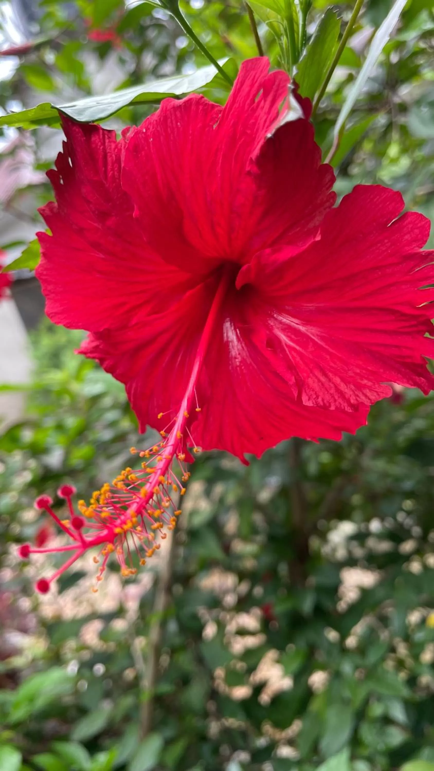 Garden in Kihori Nungwi