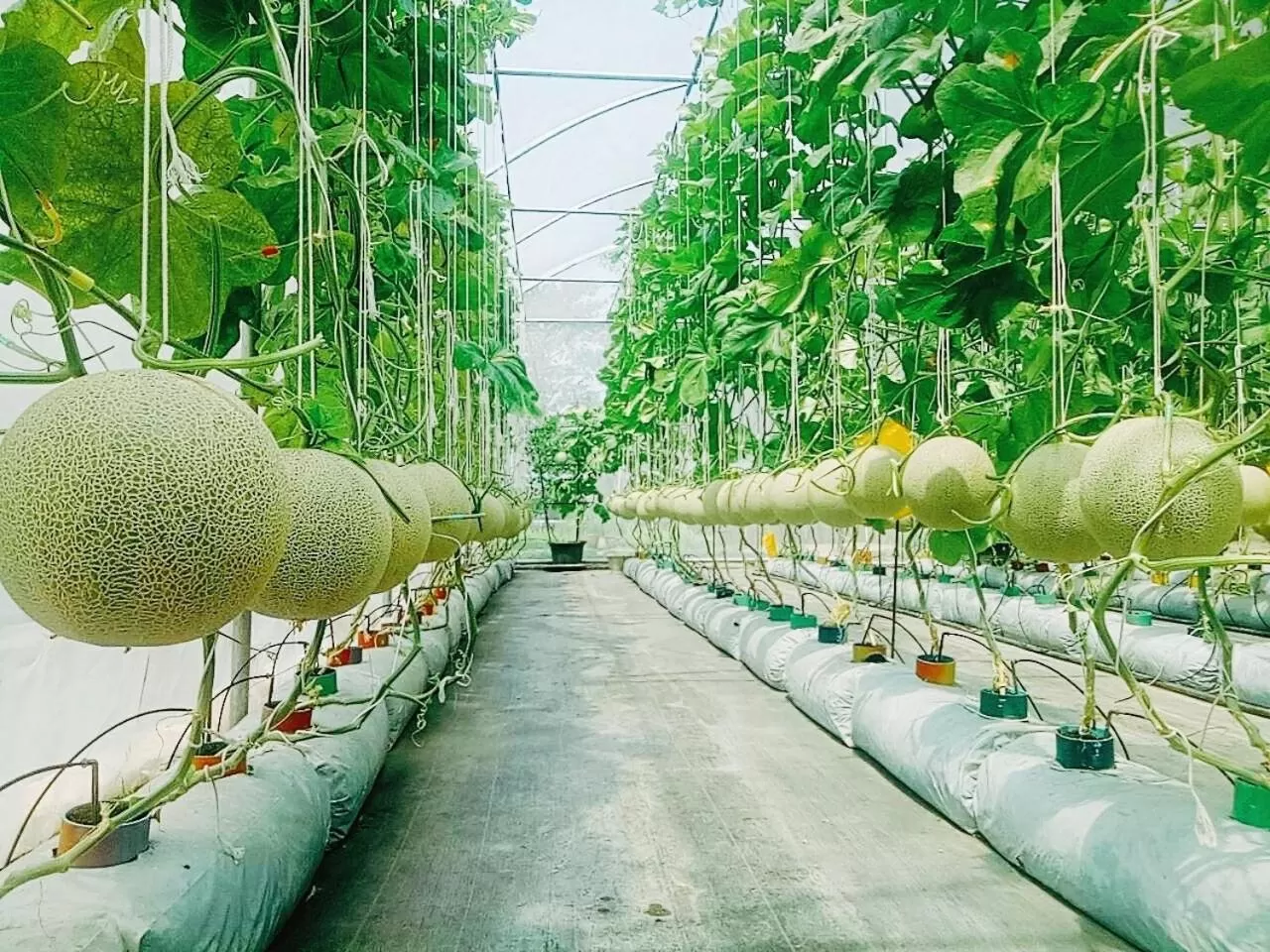 Day in Birds and Bees Resort