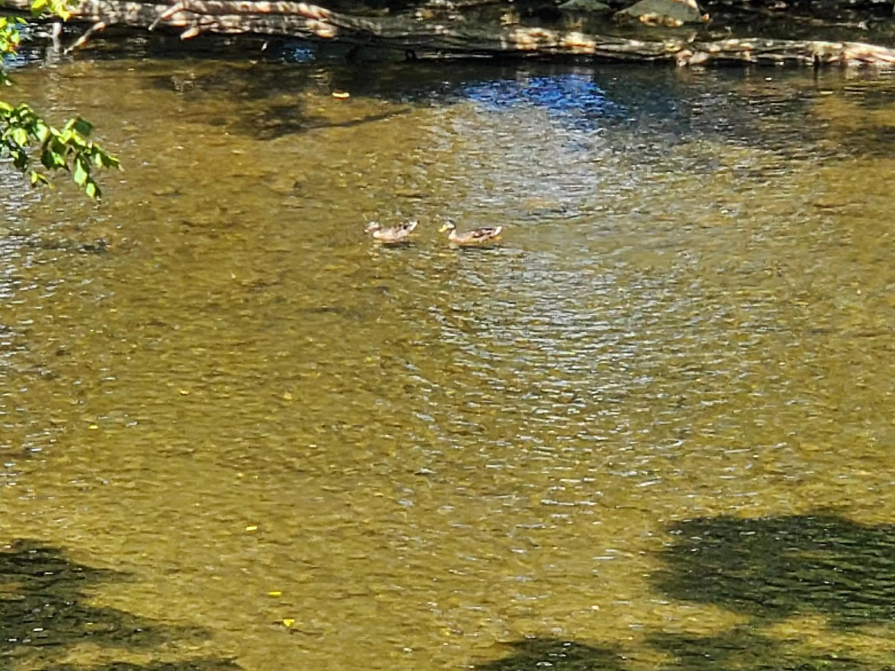 Natural landscape in Colonial House Motel