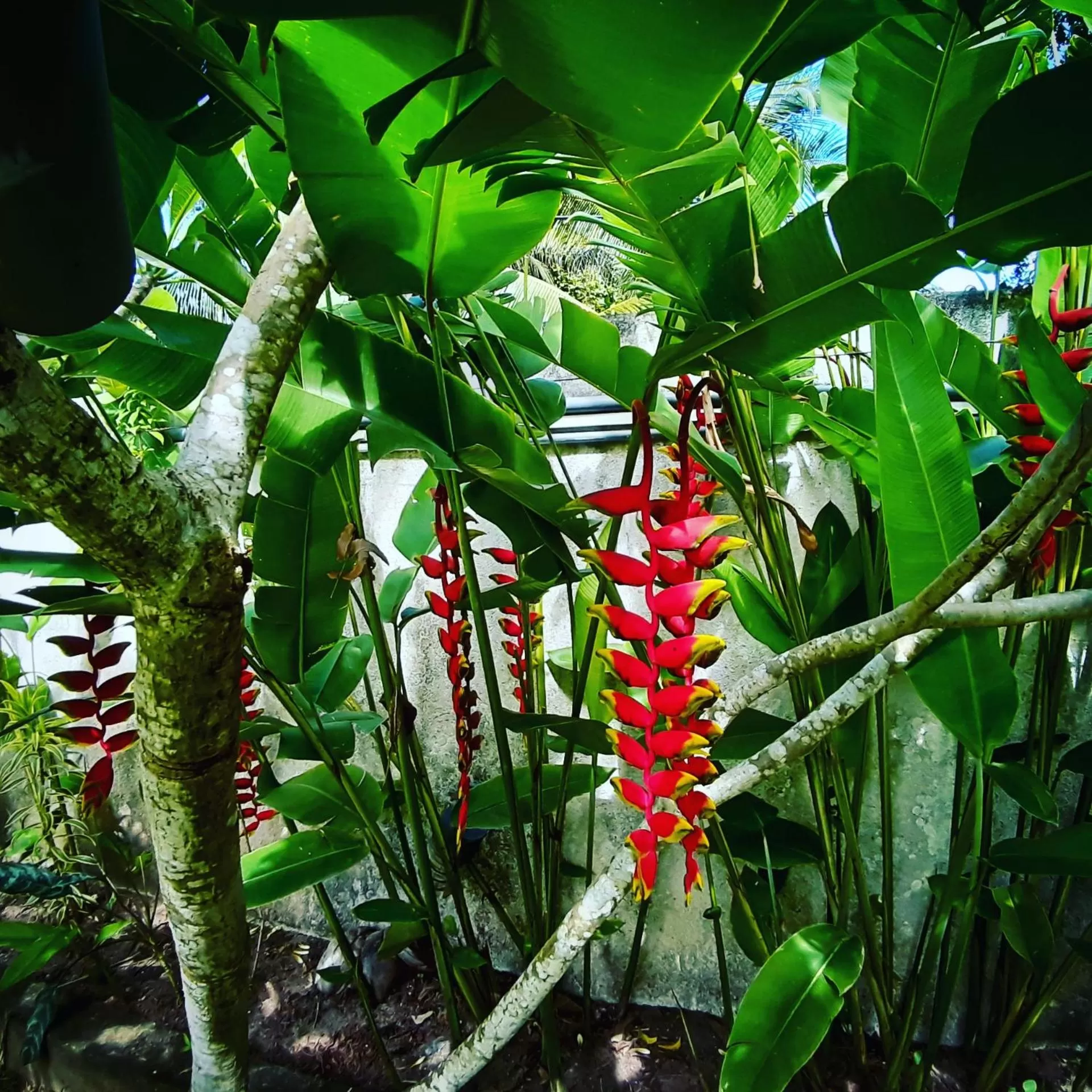 Garden view, Other Animals in SriMany