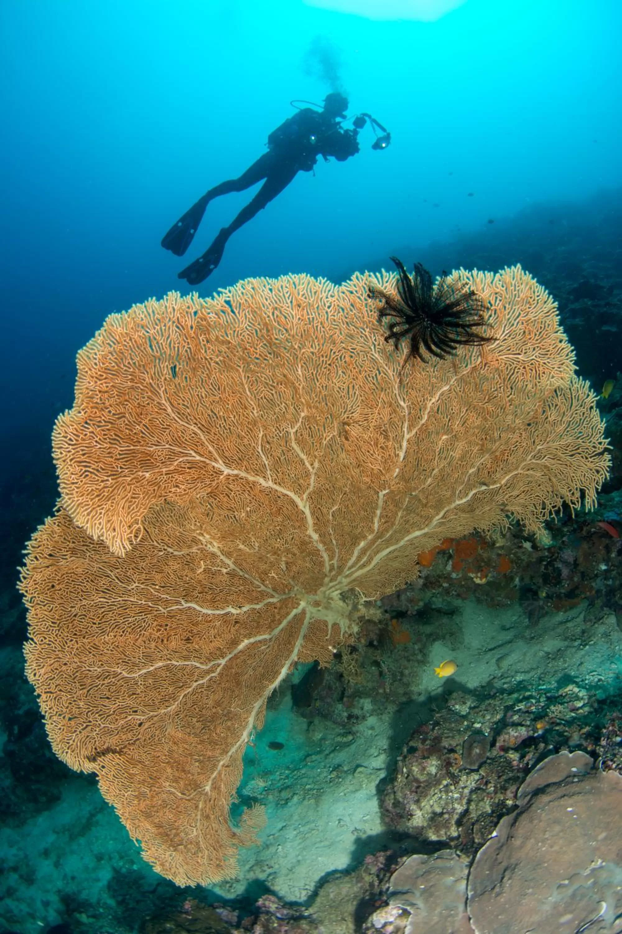 Diving in Punta Bulata White Beach Resort & Spa