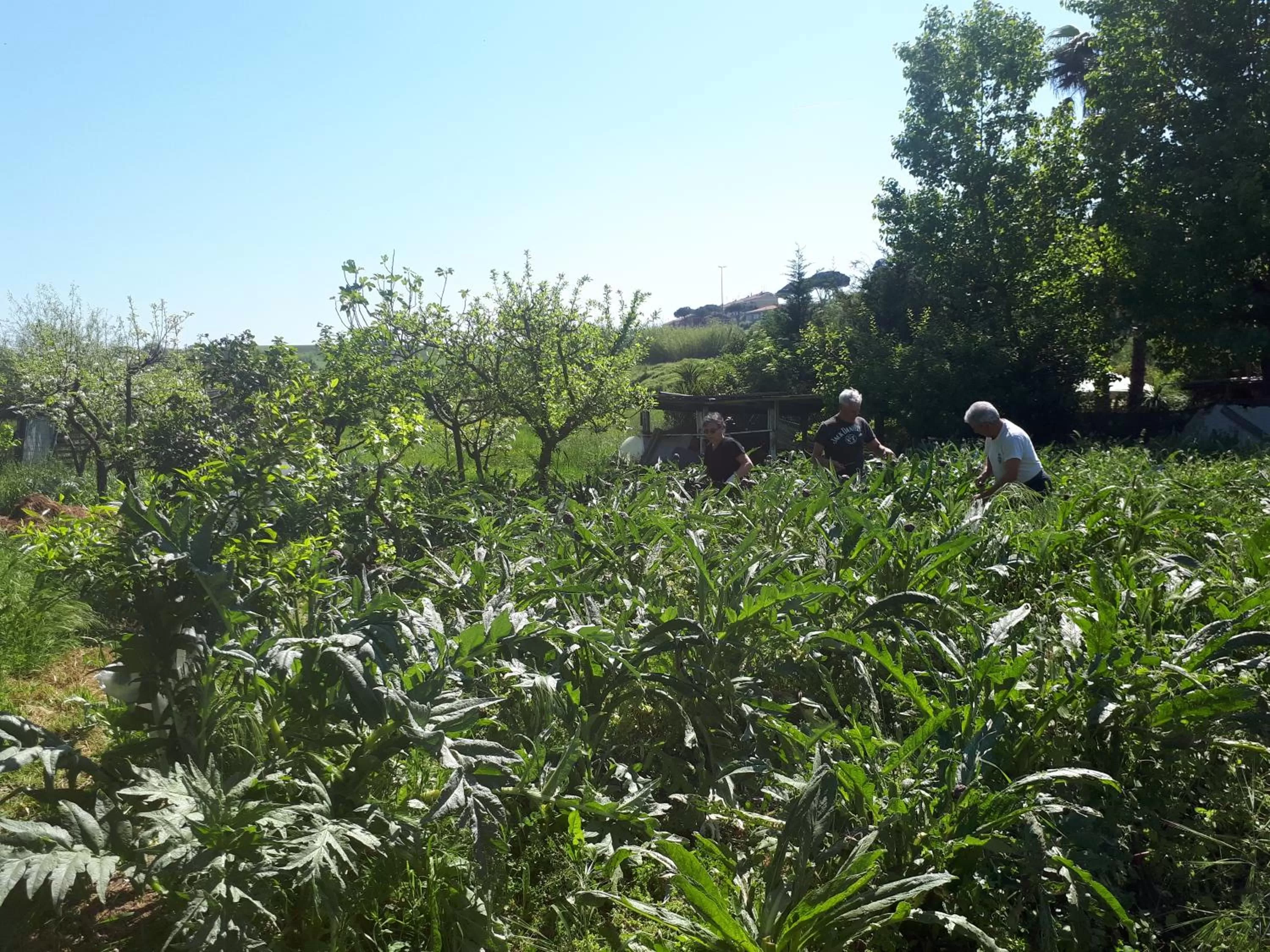 Garden in B&B Il Giardino di Gabri