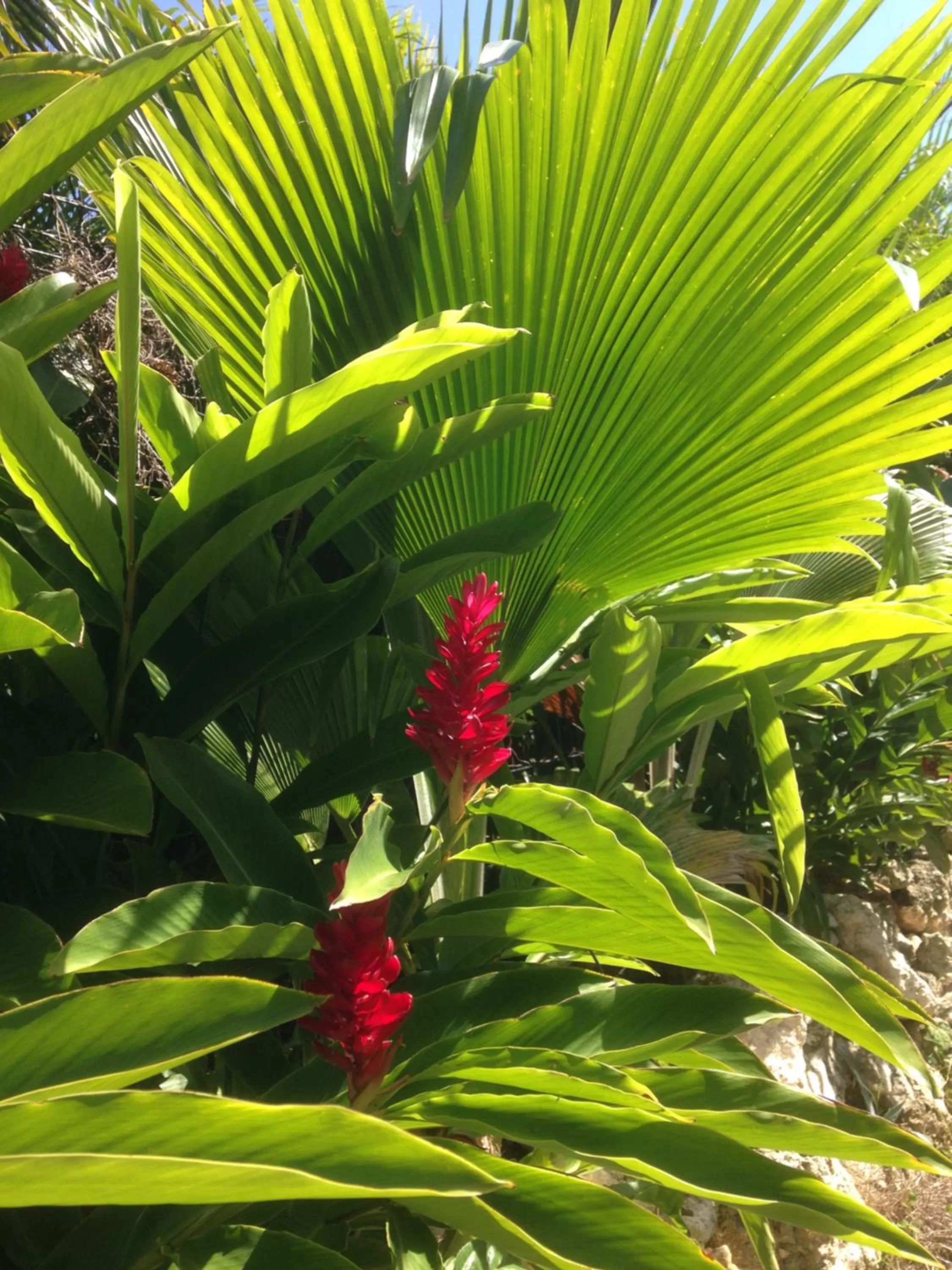 Chambre d'hôte Coeur-CoCo piscine