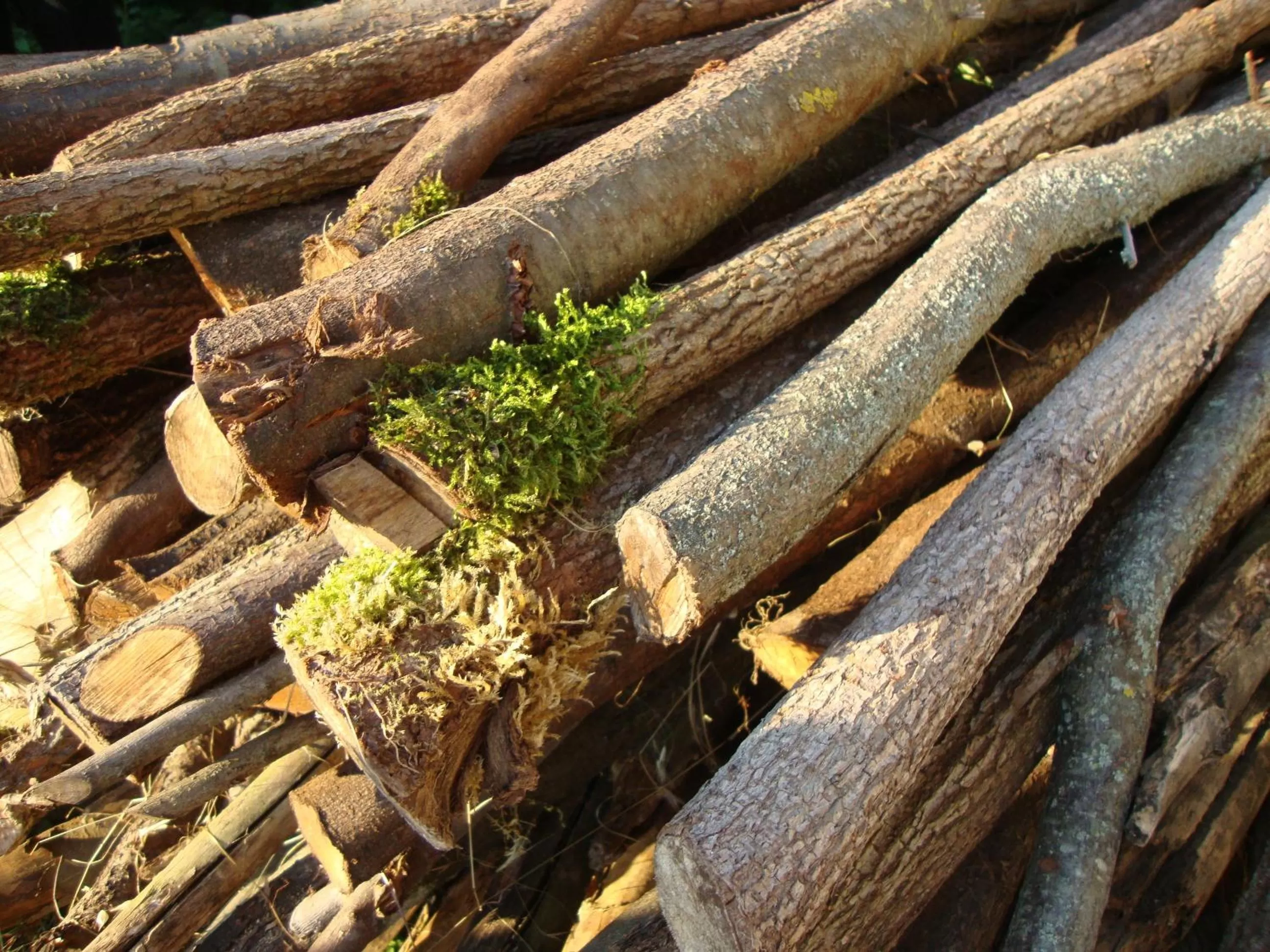 Other Animals in Casa dell' Abbondanza B&B Agriturismo