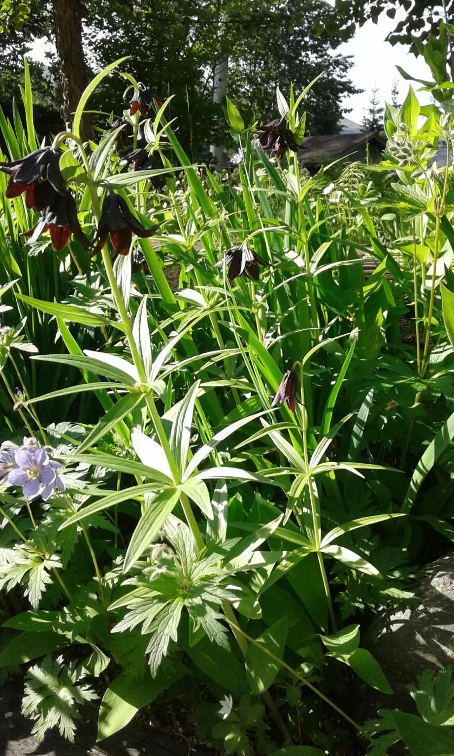 Alaska Chalet Bed & Breakfast