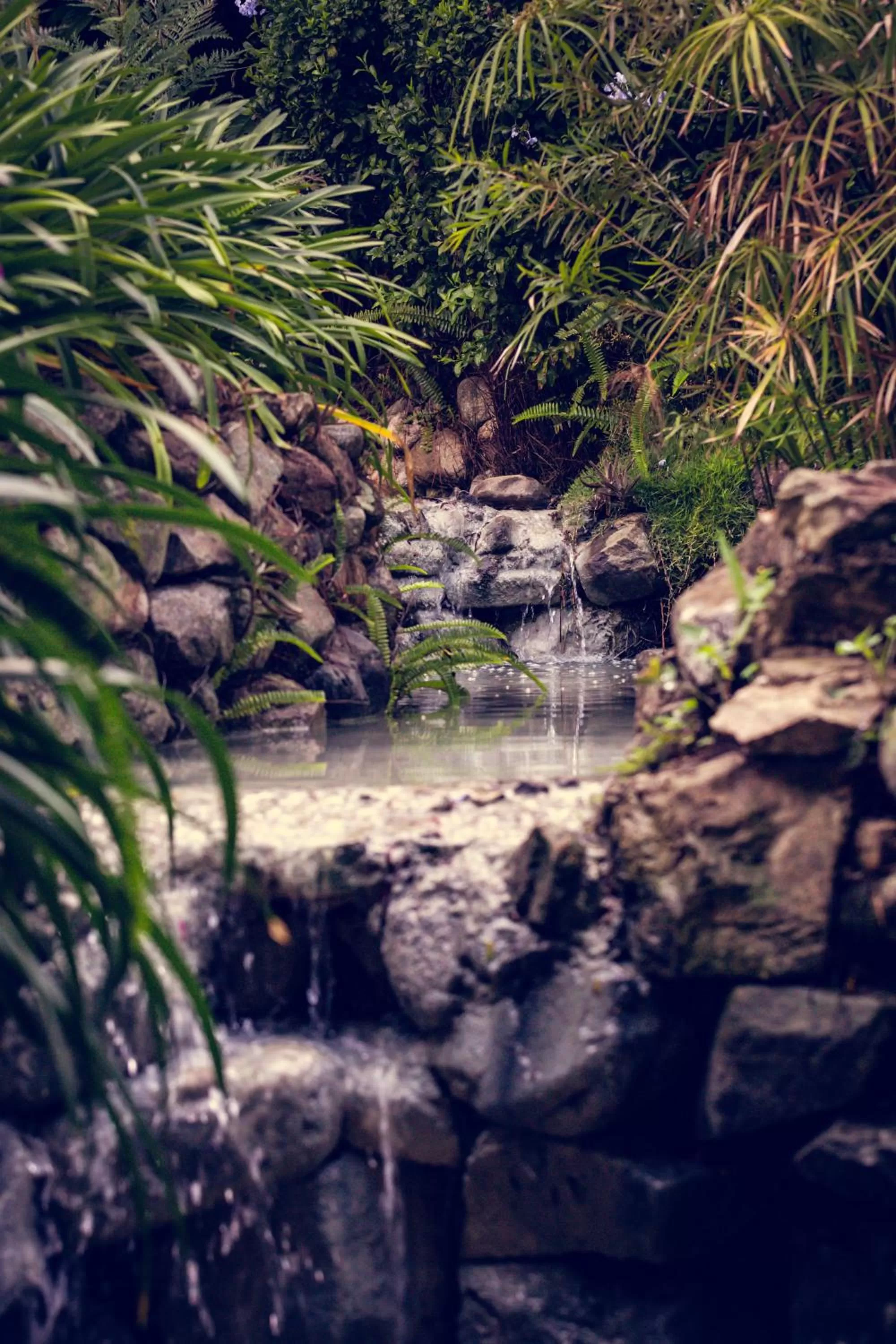 Area and facilities in Hotel Rancho Constanza & Cabañas de la Montaña