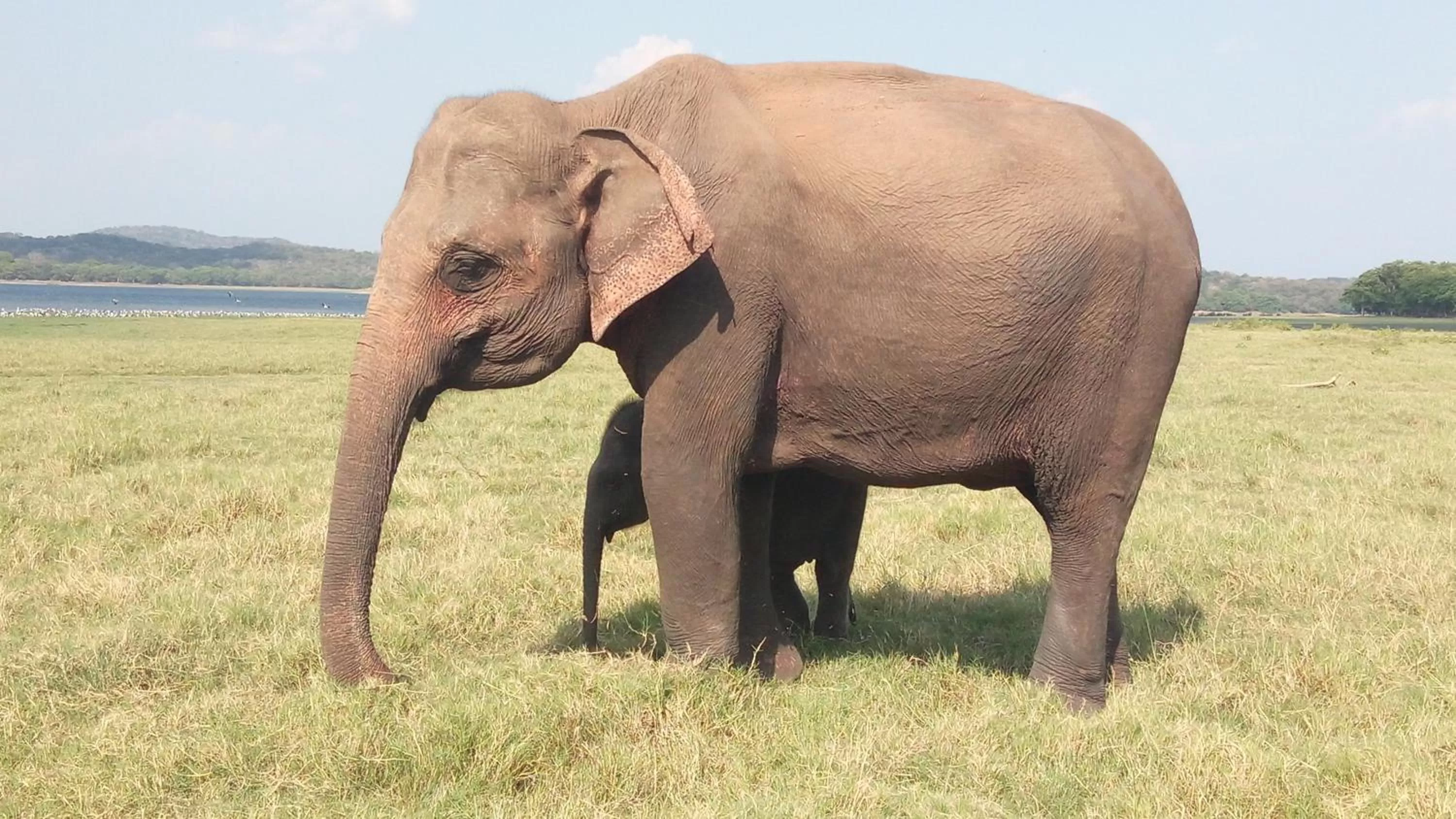 Other Animals in Sampathaa Residence