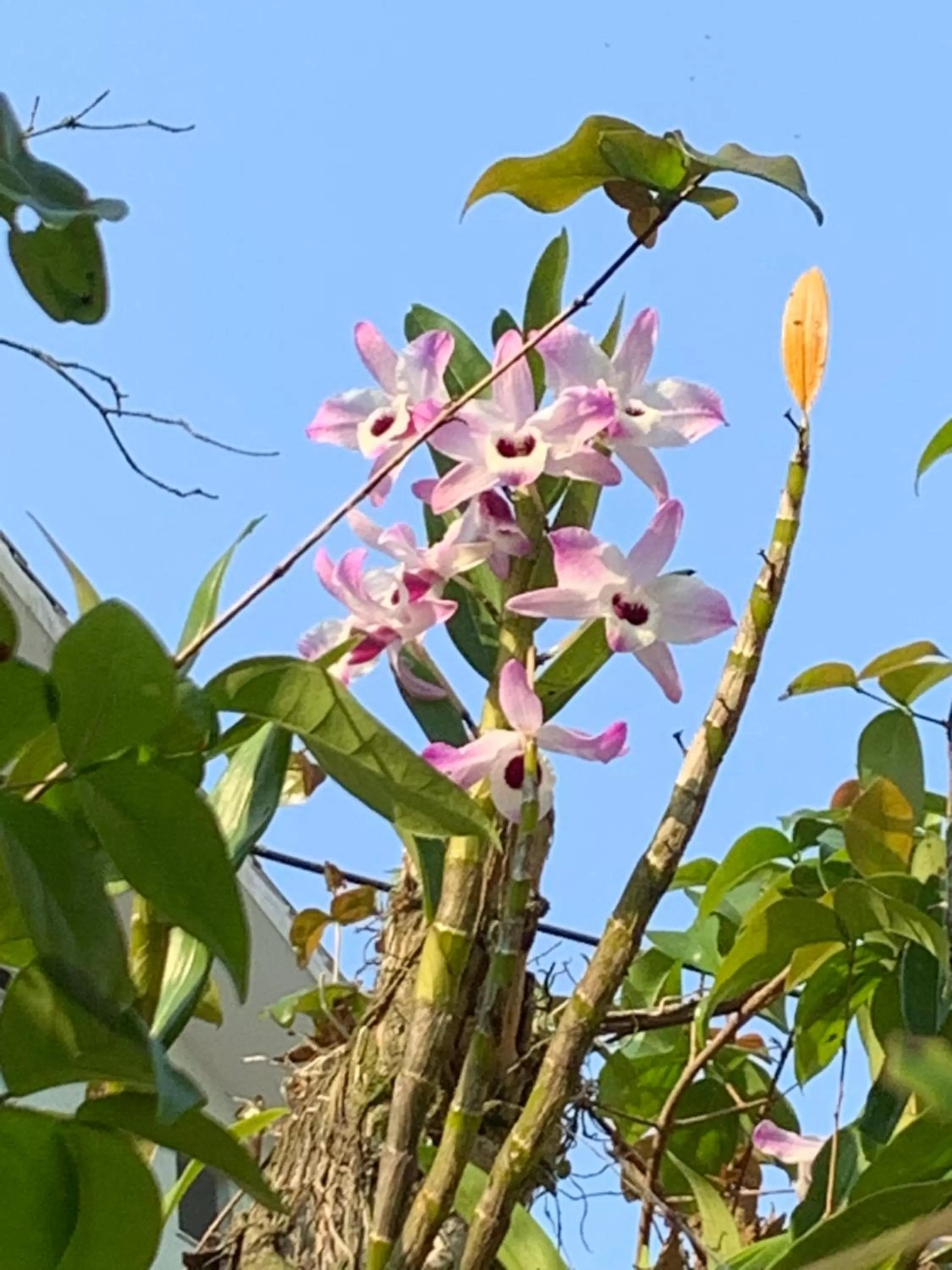 Other Animals in Beach House Floripa