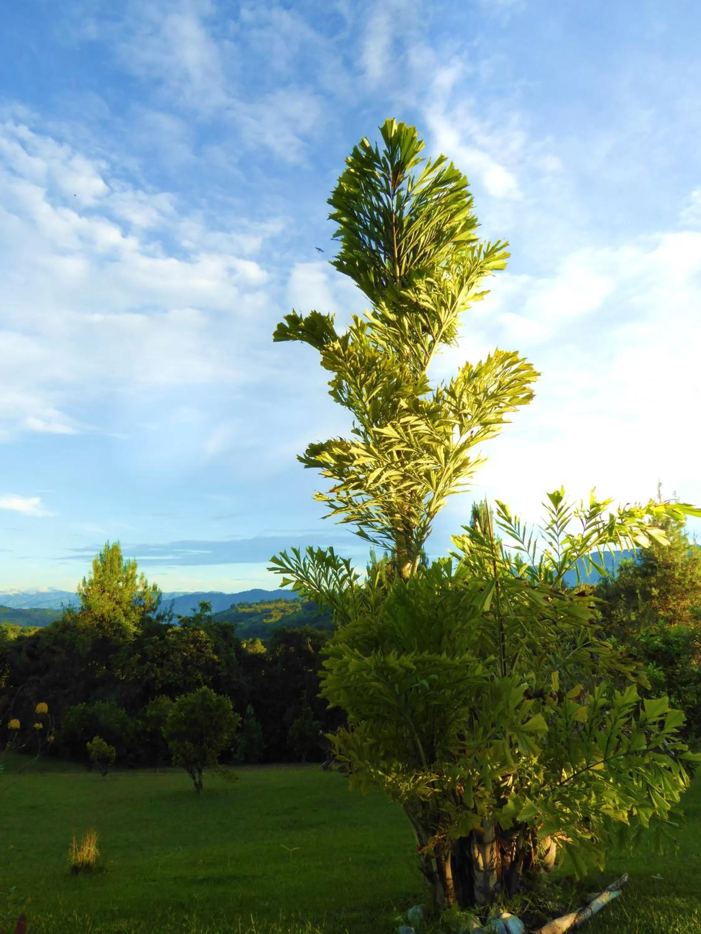 Garden in Finca El Cielo