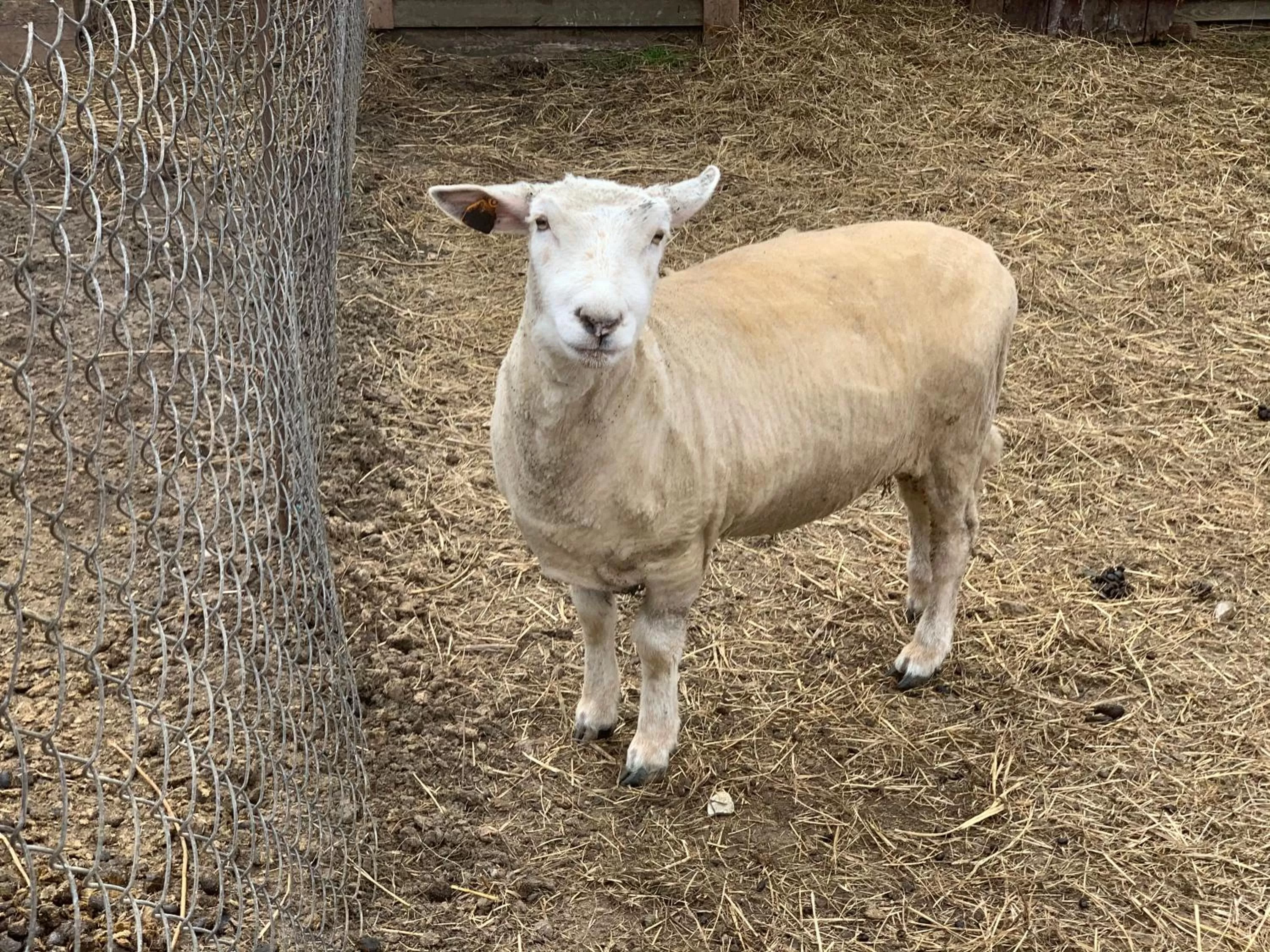 Other Animals in Ziołowa Dolina