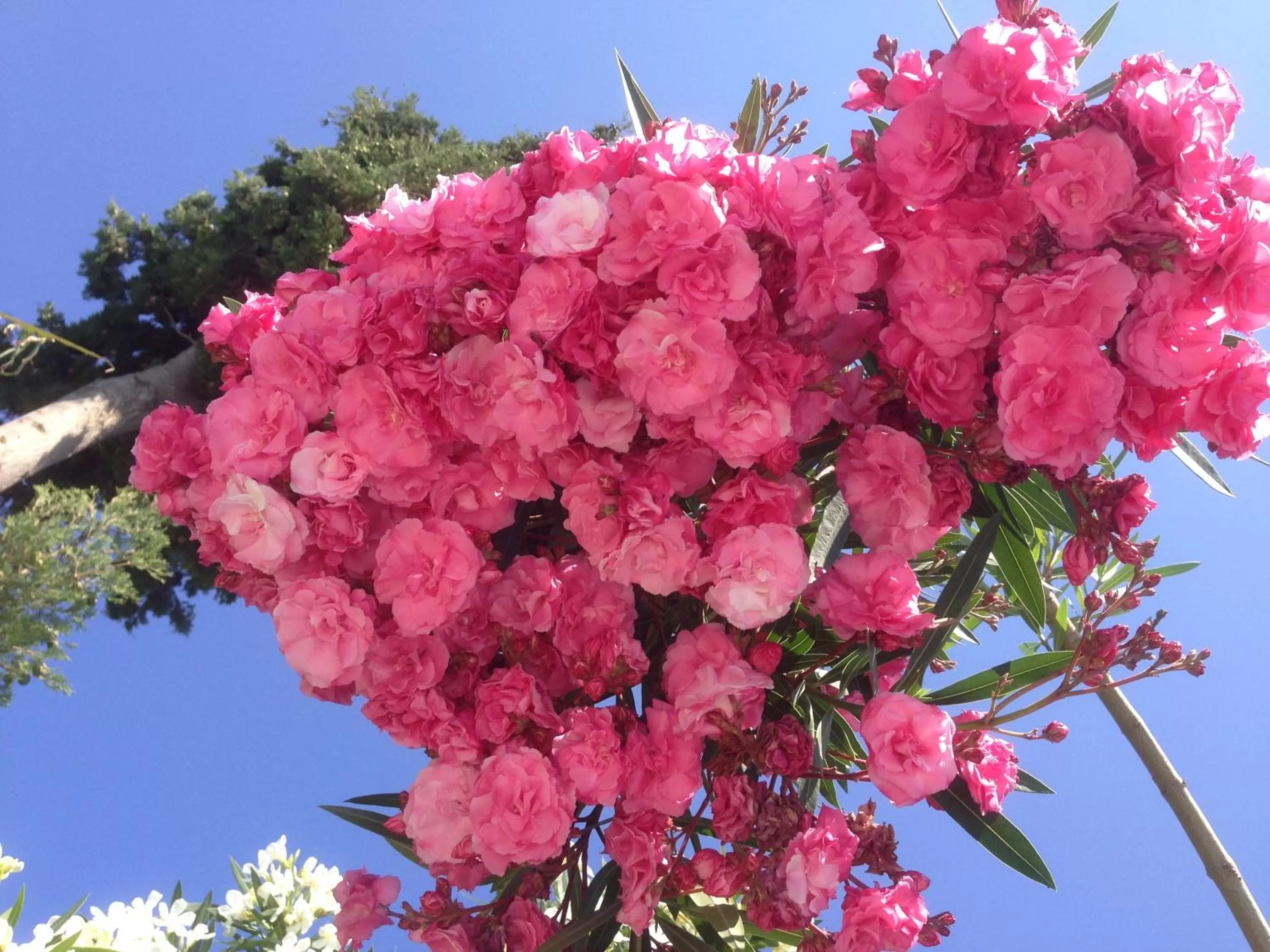 Garden in Sun Garden Apart Hotel