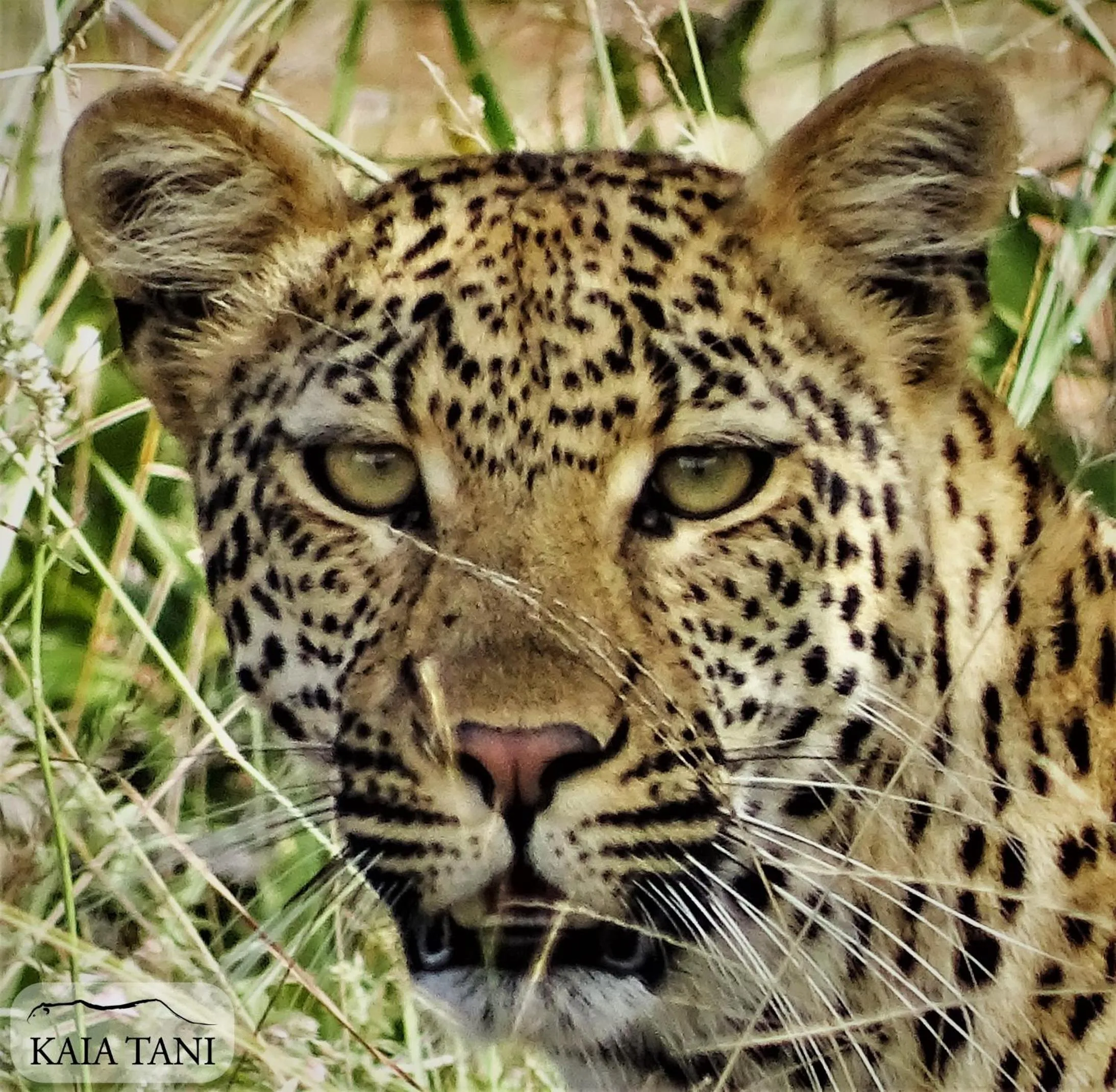 Animals in Kaia Tani Exclusive Guesthouse