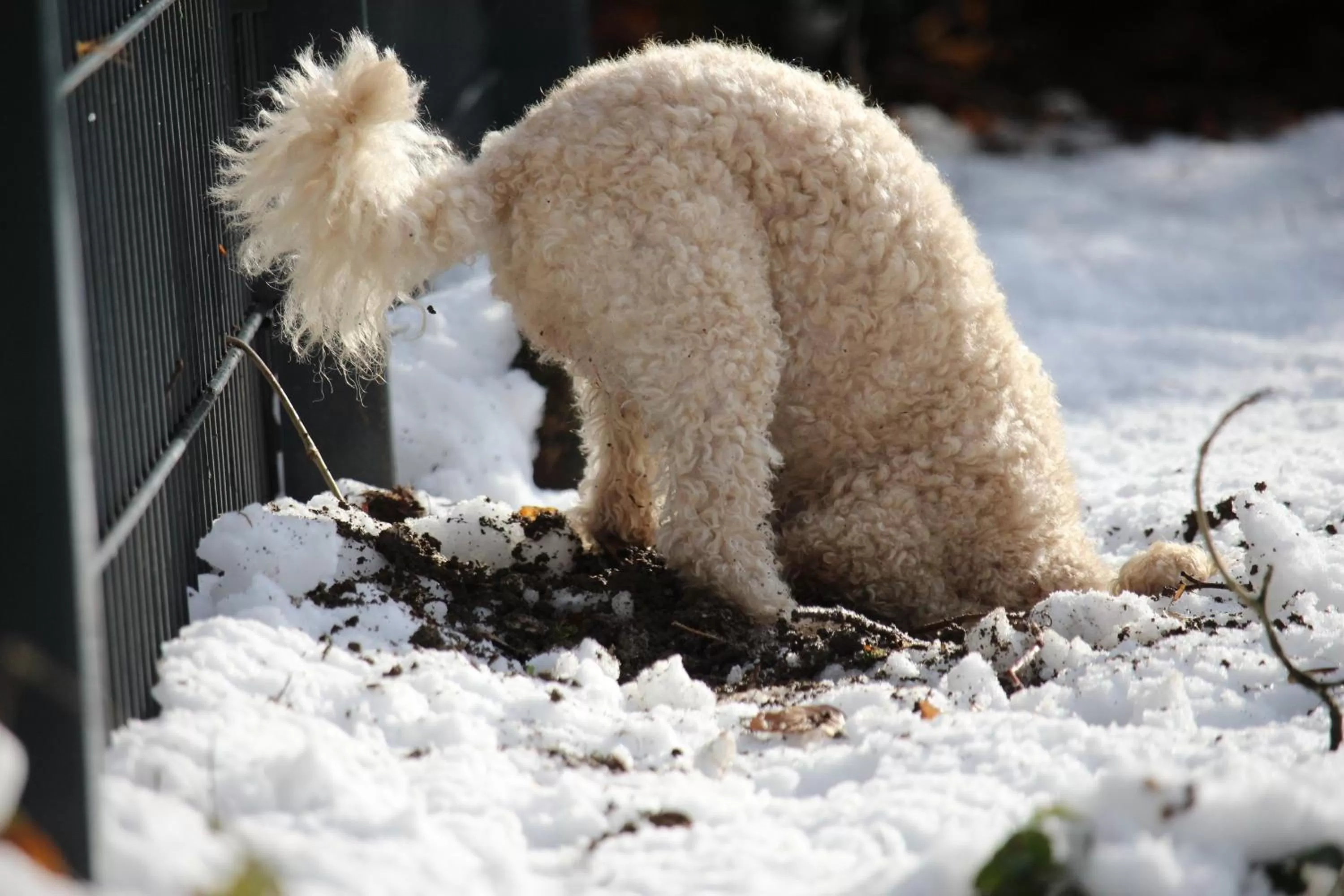 Winter in Hardtwald Hotel
