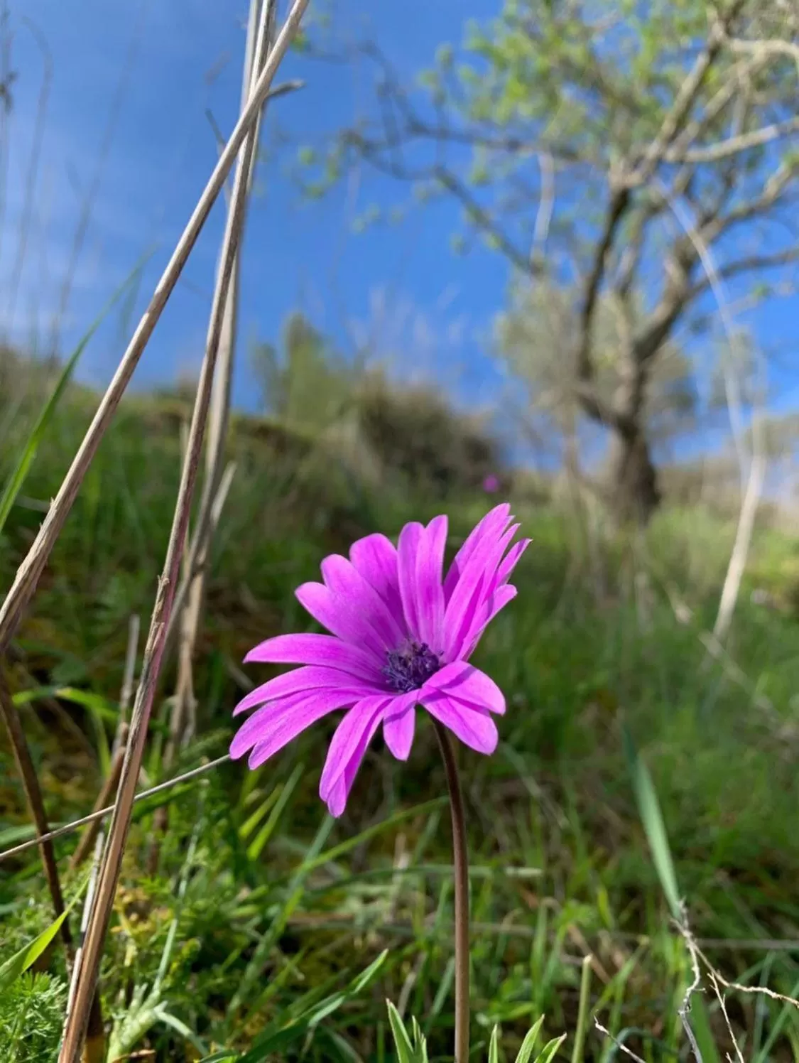 Natural landscape in Agriresort Villa Bentivoglio