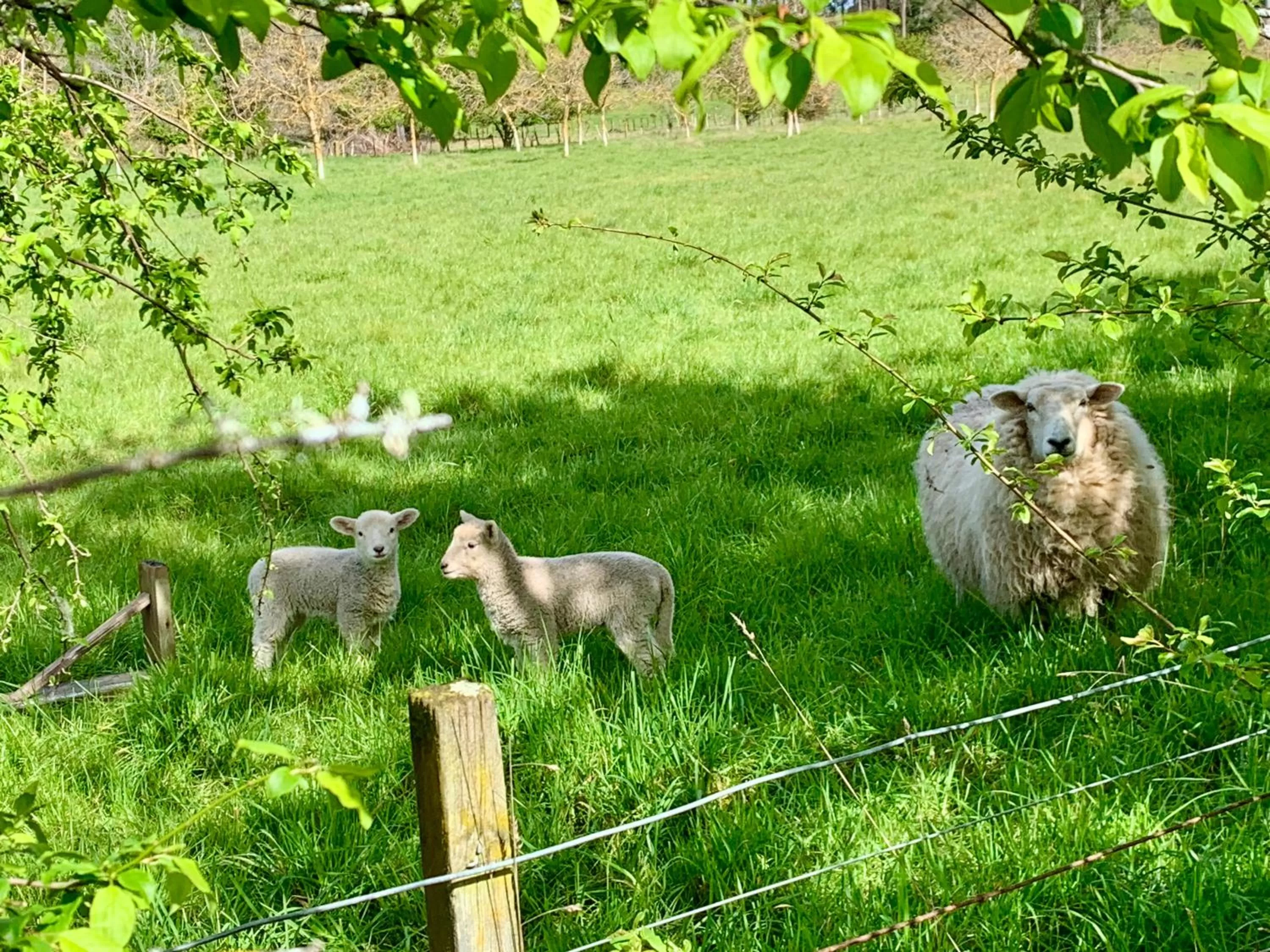 Animals, Pets in Quail Farm, Colonial charm
