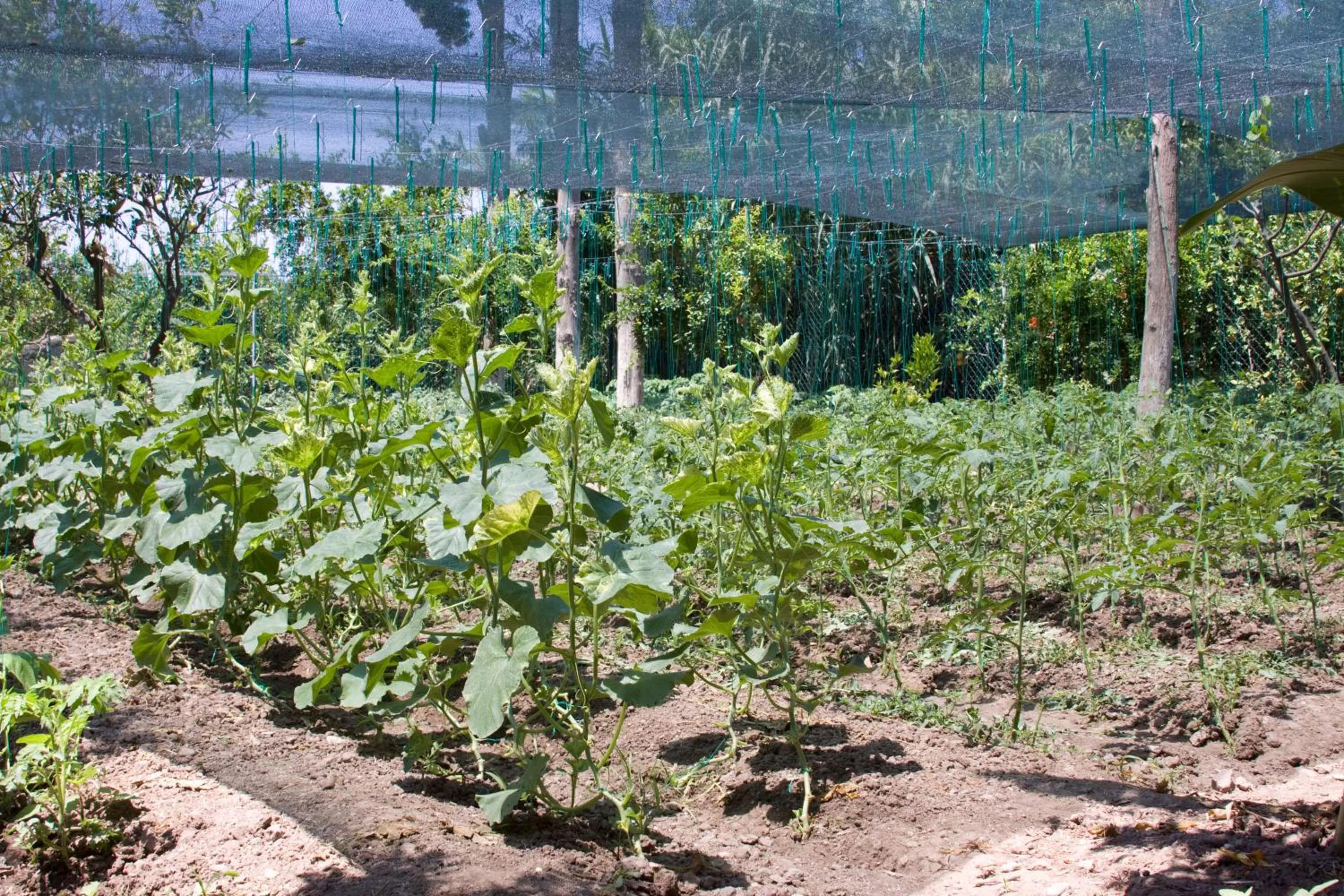 Garden in Sun Garden Apart Hotel