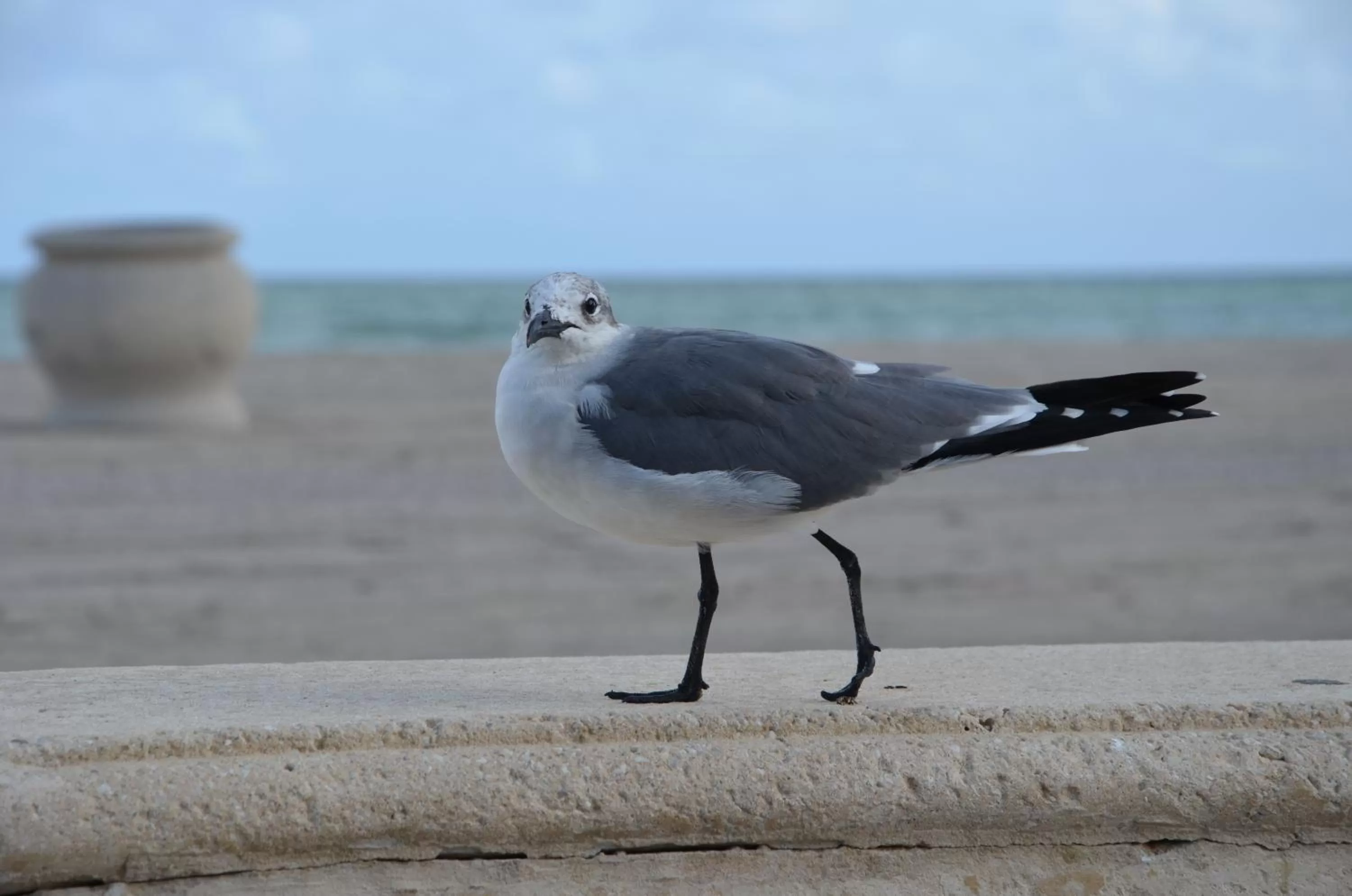 La Terrace Oceanfront