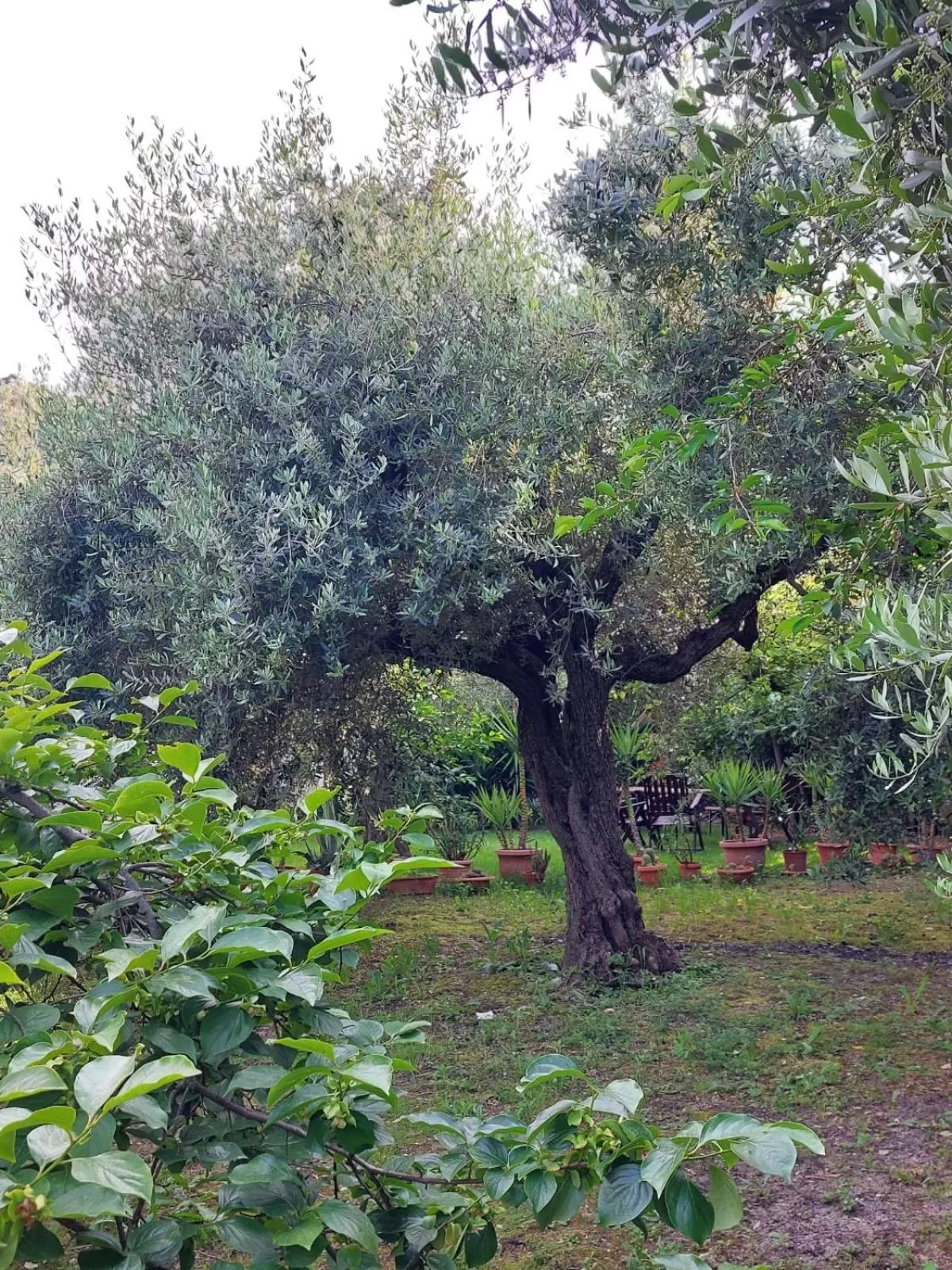 Garden in B&B Villa Mia