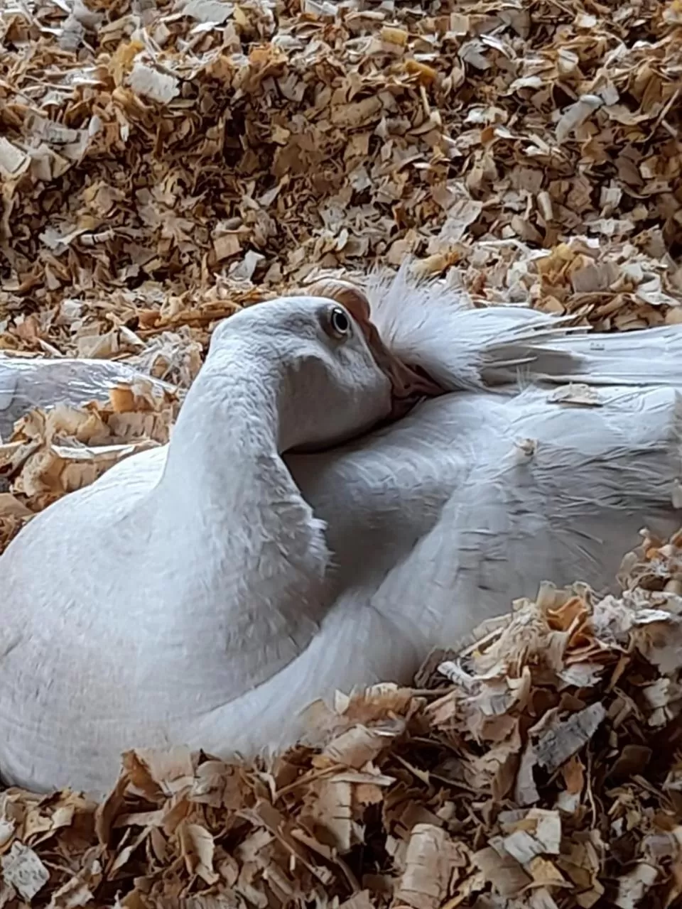Other Animals in Hotel Hacienda Don Paolo