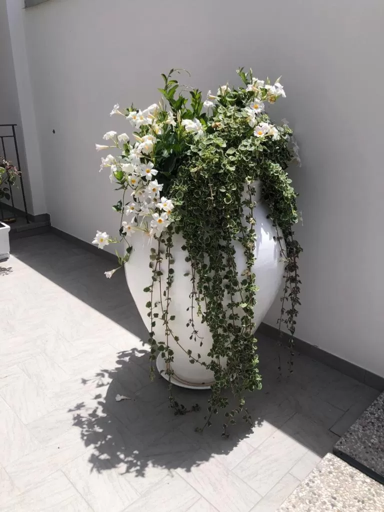 Garden in Il Fiore Bianco