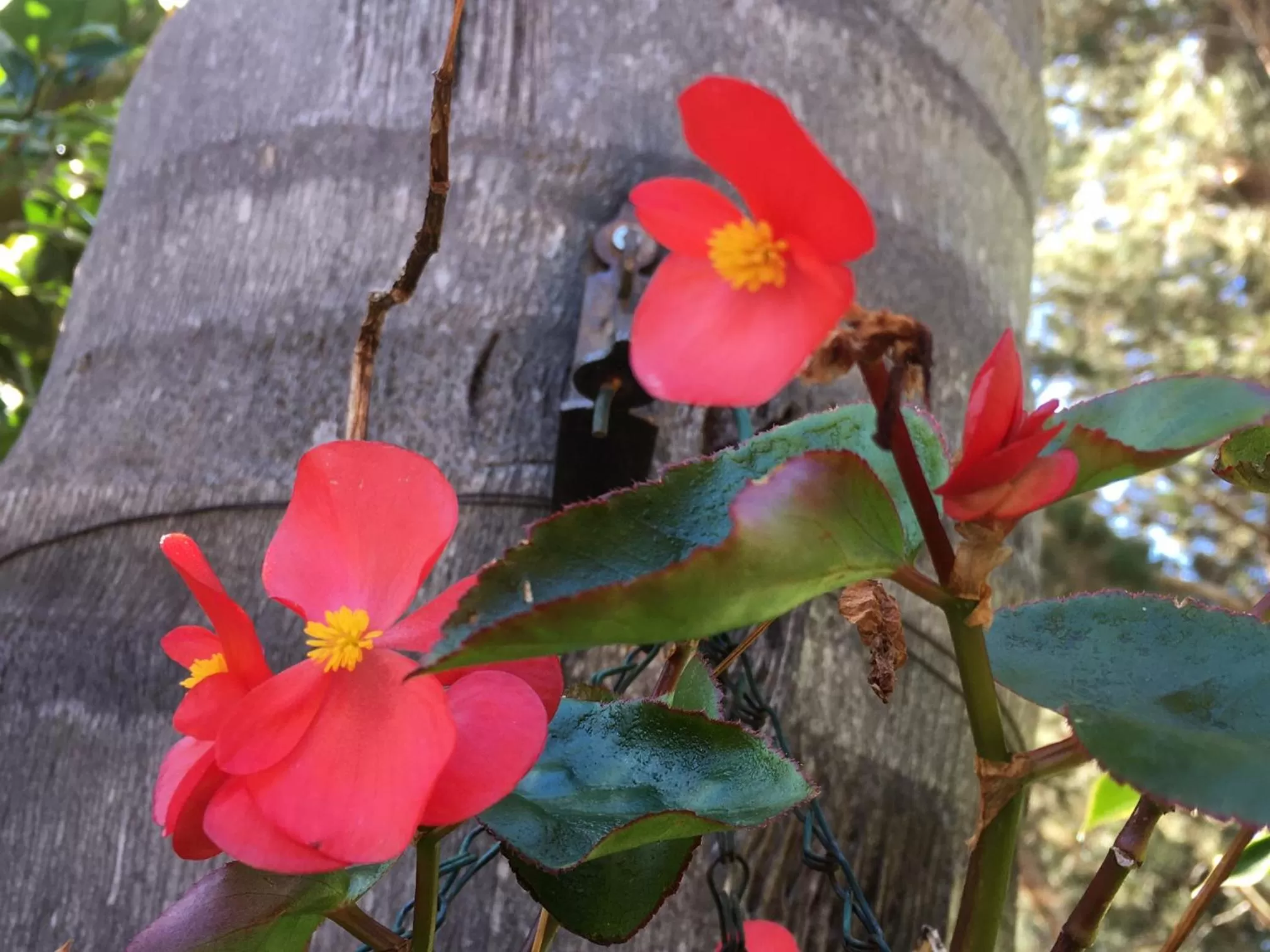Garden in Fairway Motor Inn